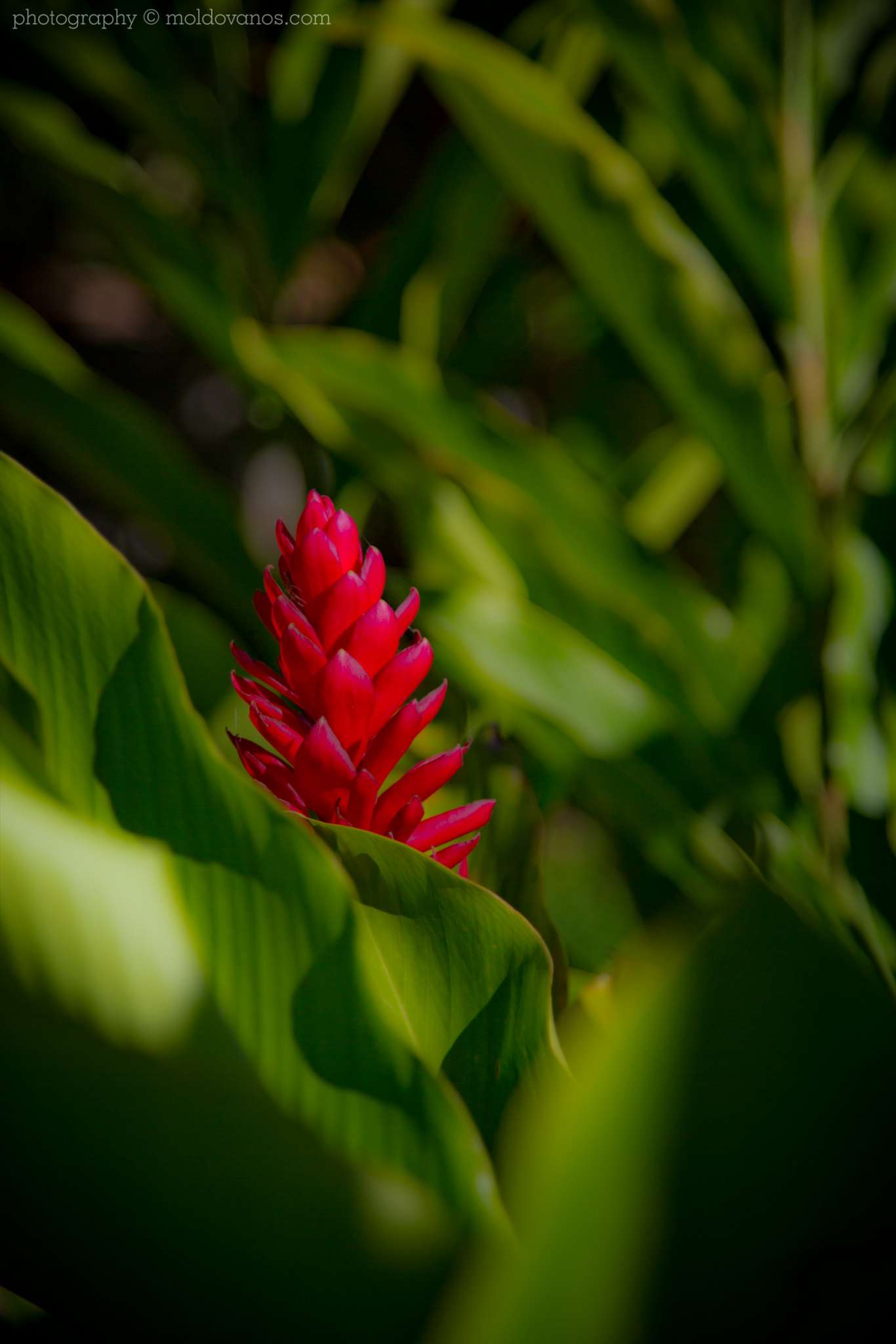 Vilcabamba Ecuador- Travel Tourism Photography by Paul Moldovanos © moldovanos.com