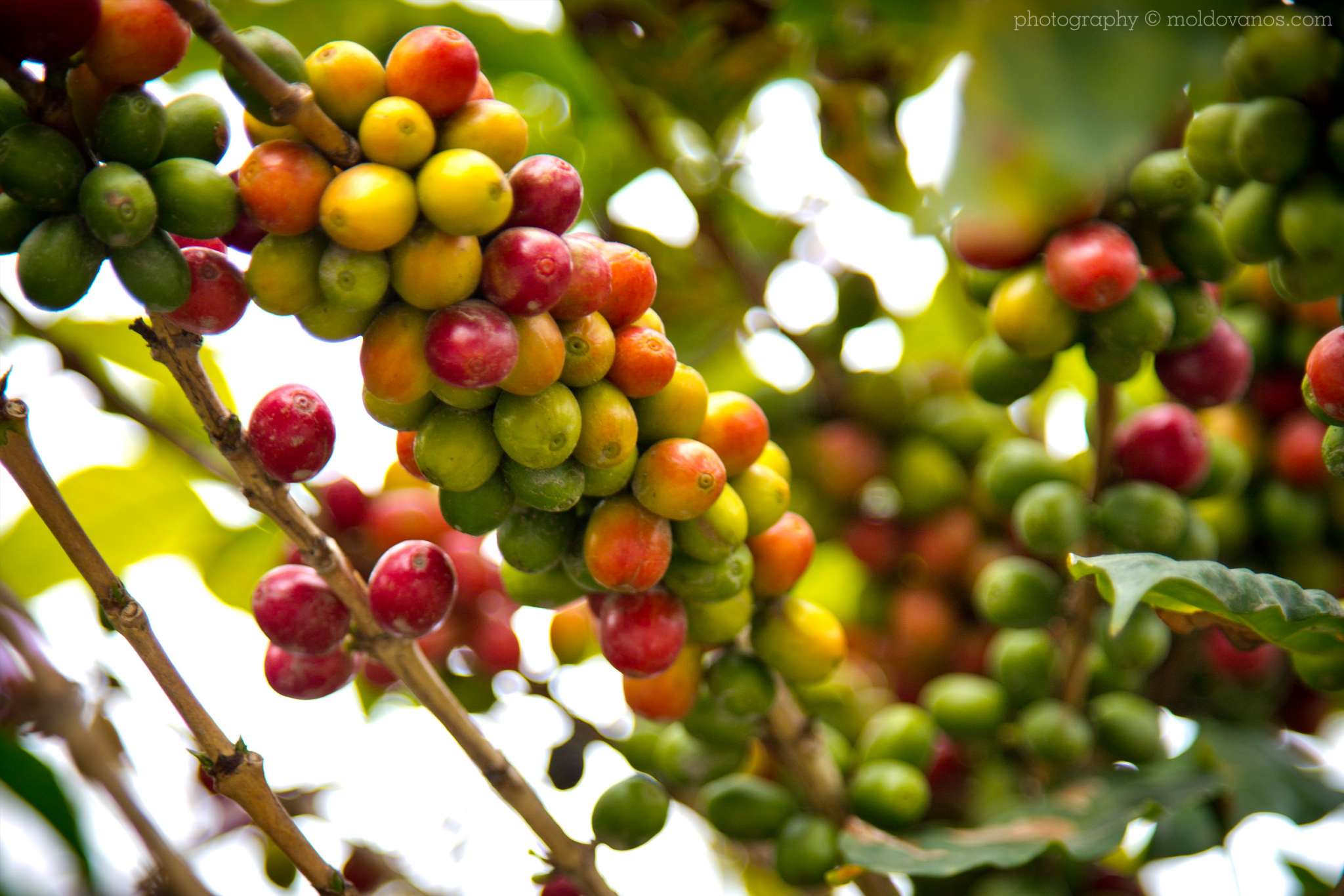 Vilcabamba Ecuador- Travel Tourism Photography by Paul Moldovanos © moldovanos.com