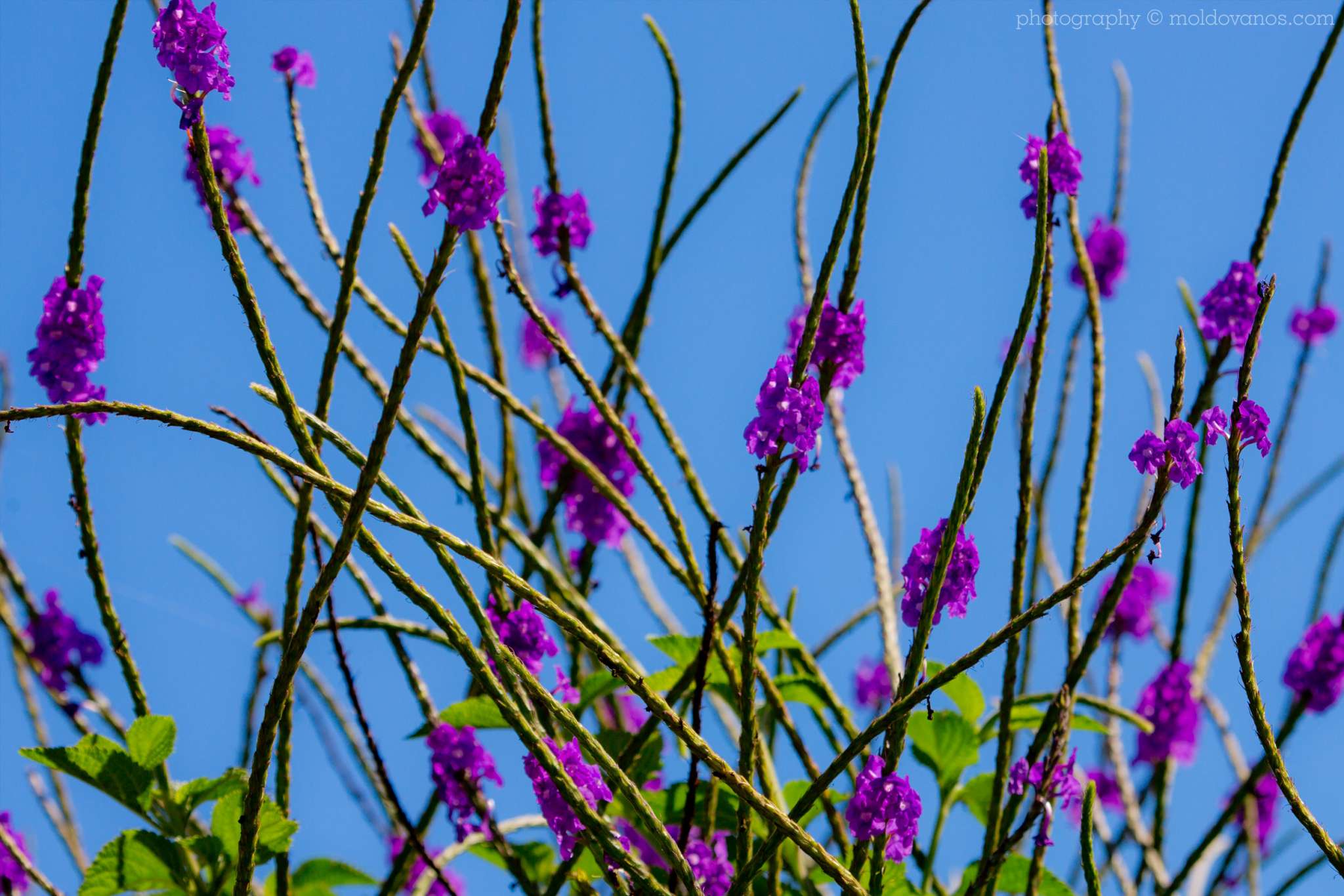 Vilcabamba Ecuador- Travel Tourism Photography by Paul Moldovanos © moldovanos.com
