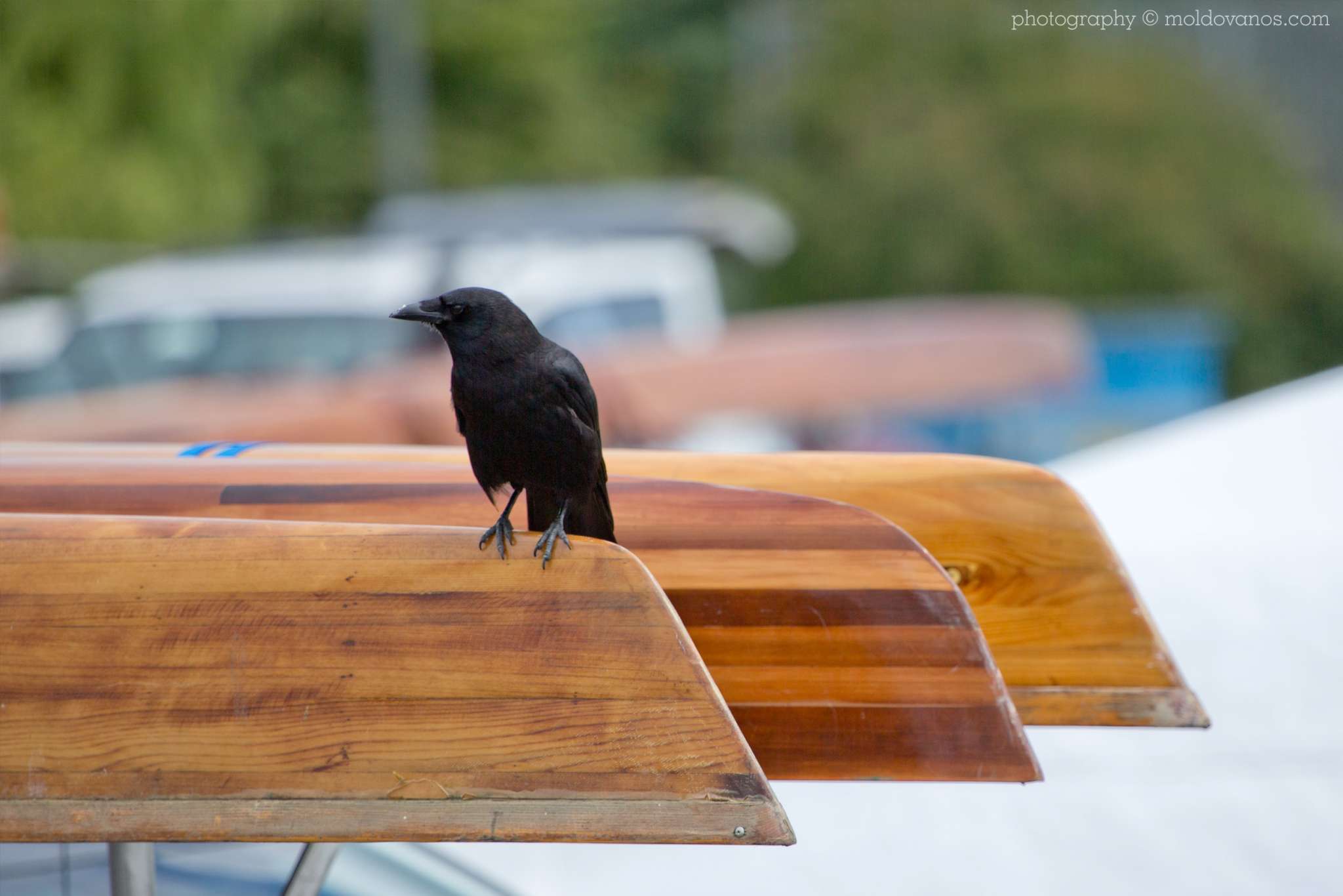 Squamish Nation Annual Canoe Race- Event Photography by Paul Moldovanos © moldovanos.com