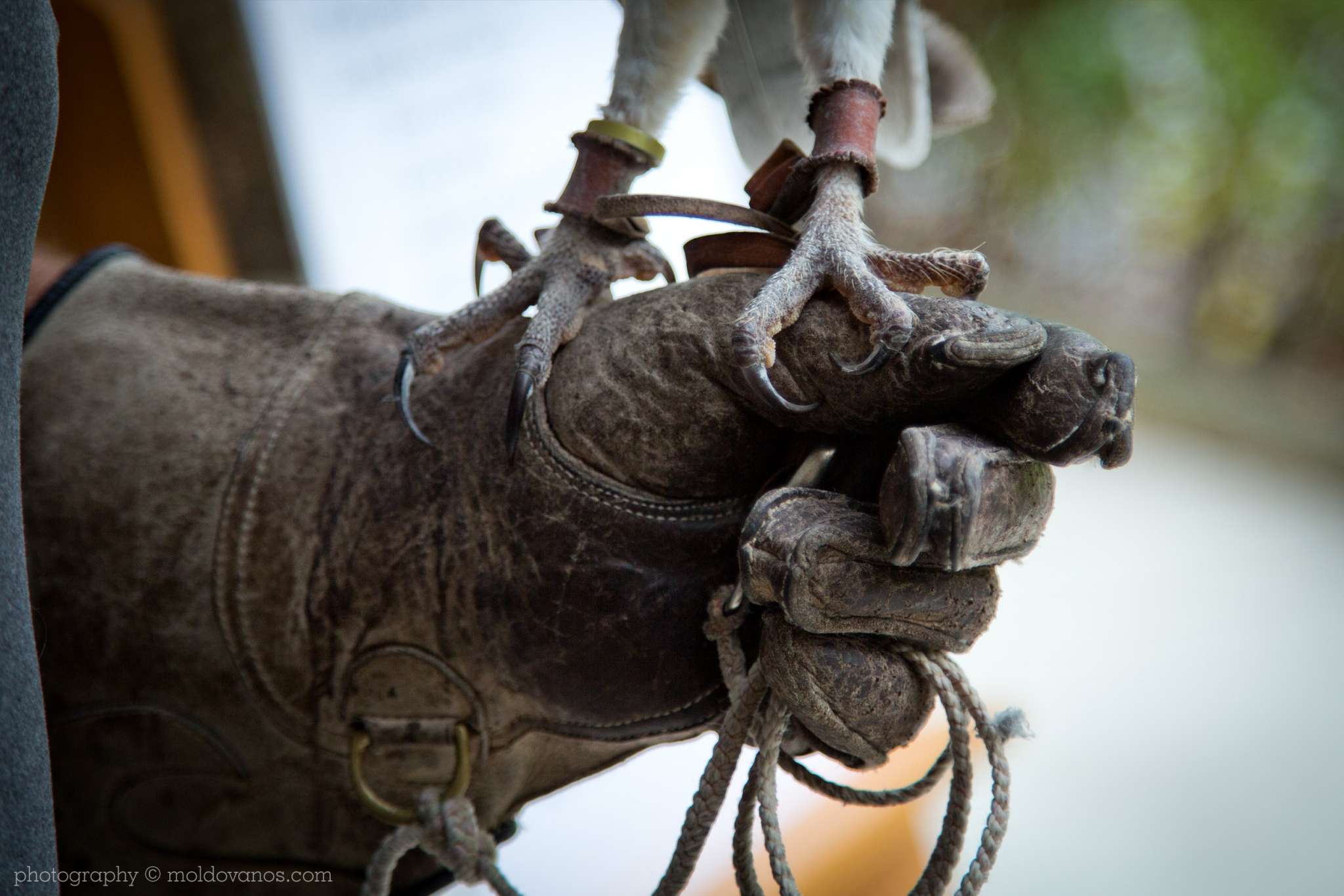 Artists for Conservation 27th International Ornithological Congress- Event Photography by Paul Moldovanos © moldovanos.com