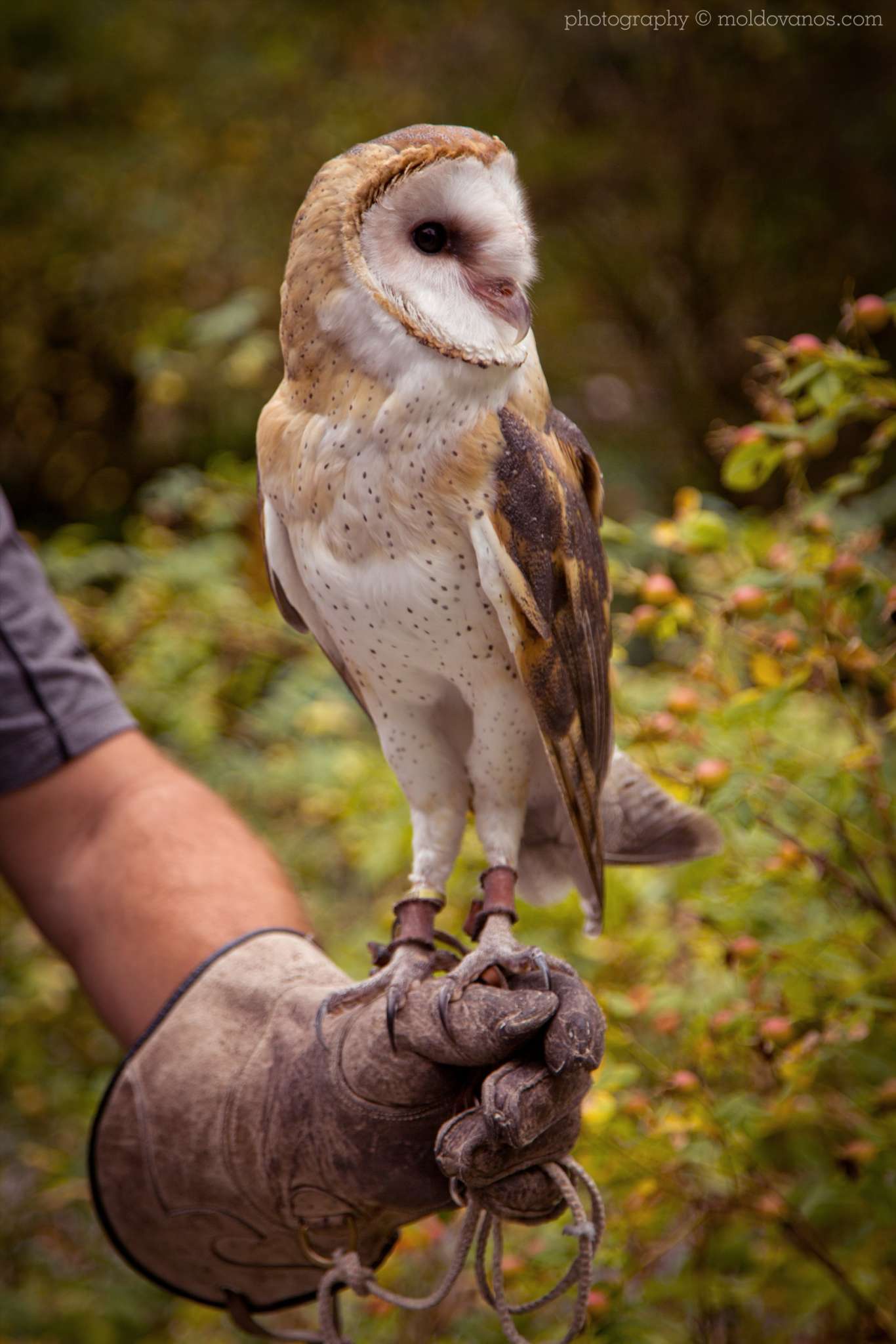 Artists for Conservation 27th International Ornithological Congress- Event Photography by Paul Moldovanos © moldovanos.com