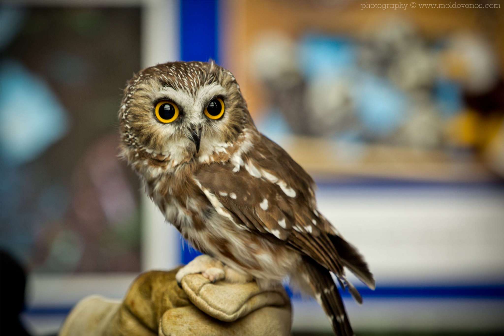 Nature Photography - Photography by Paul Moldovanos © moldovanos.com