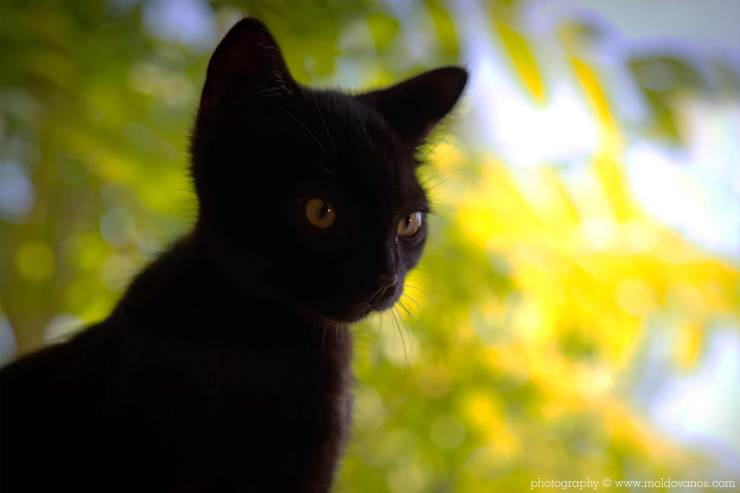 Nature Photography - Photography by Paul Moldovanos © moldovanos.com