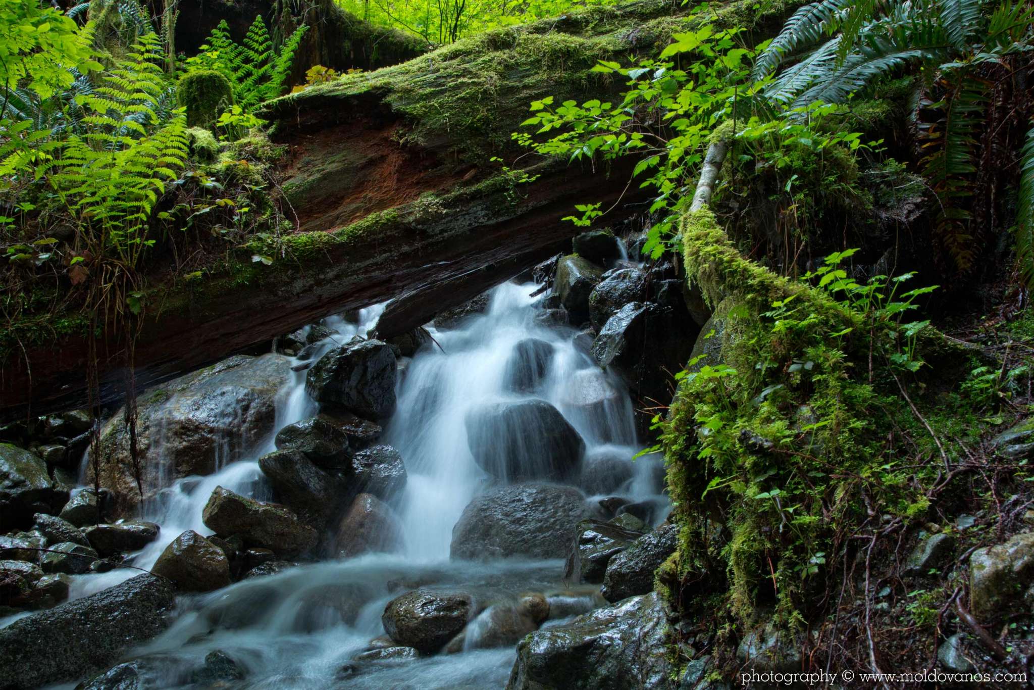 Nature Photography - Photography by Paul Moldovanos © moldovanos.com