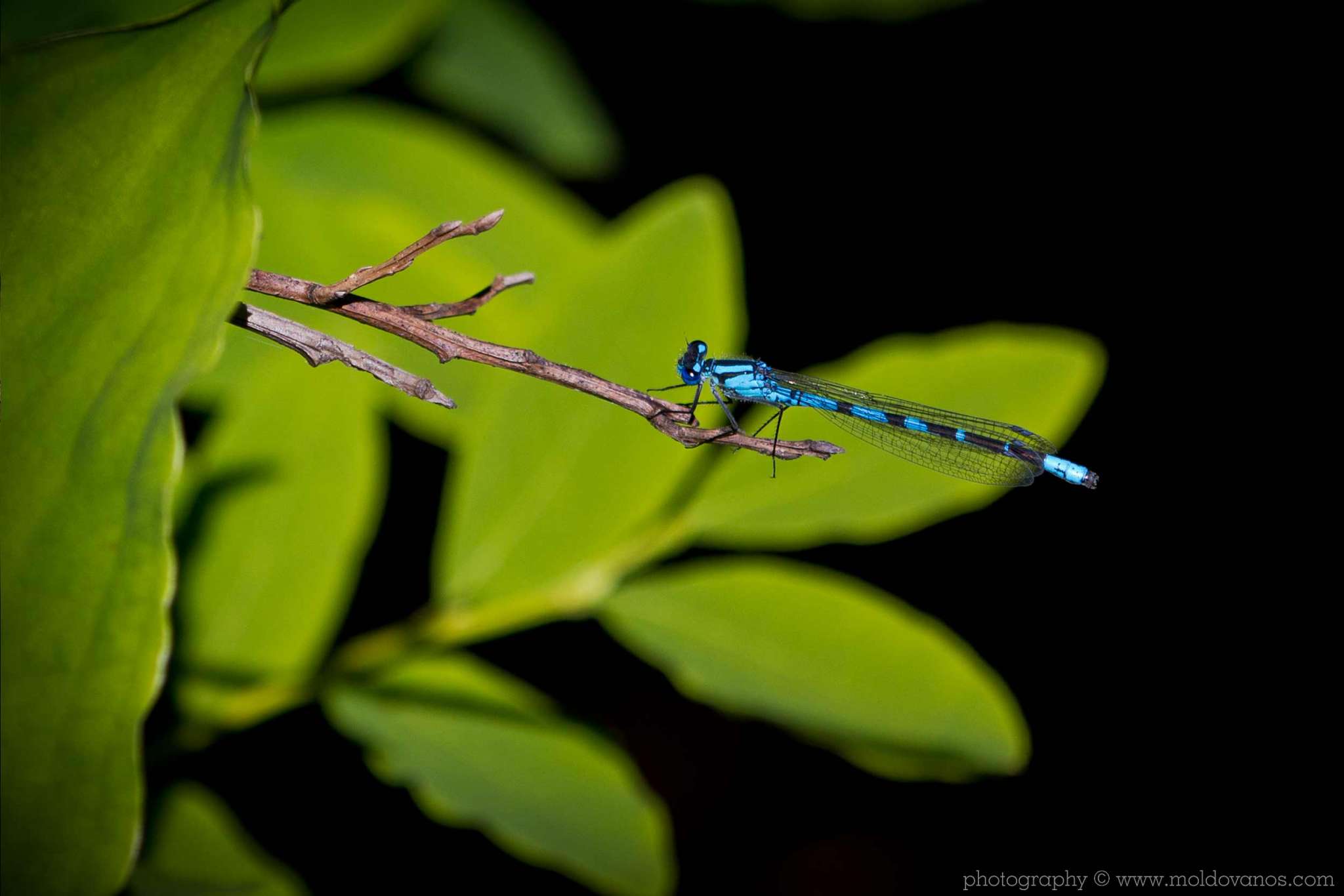 Nature Photography - Photography by Paul Moldovanos © moldovanos.com