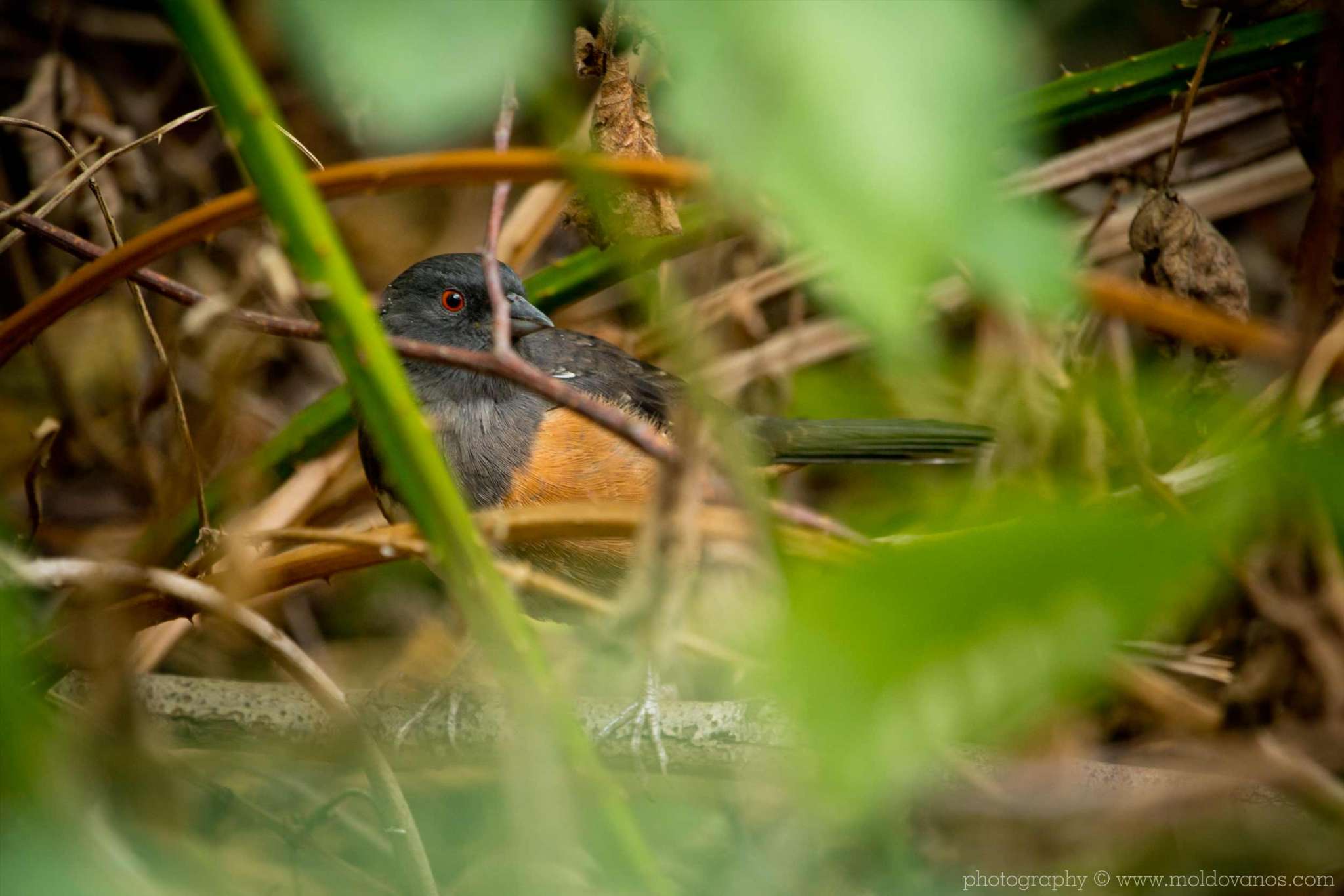 Nature Photography - Photography by Paul Moldovanos © moldovanos.com