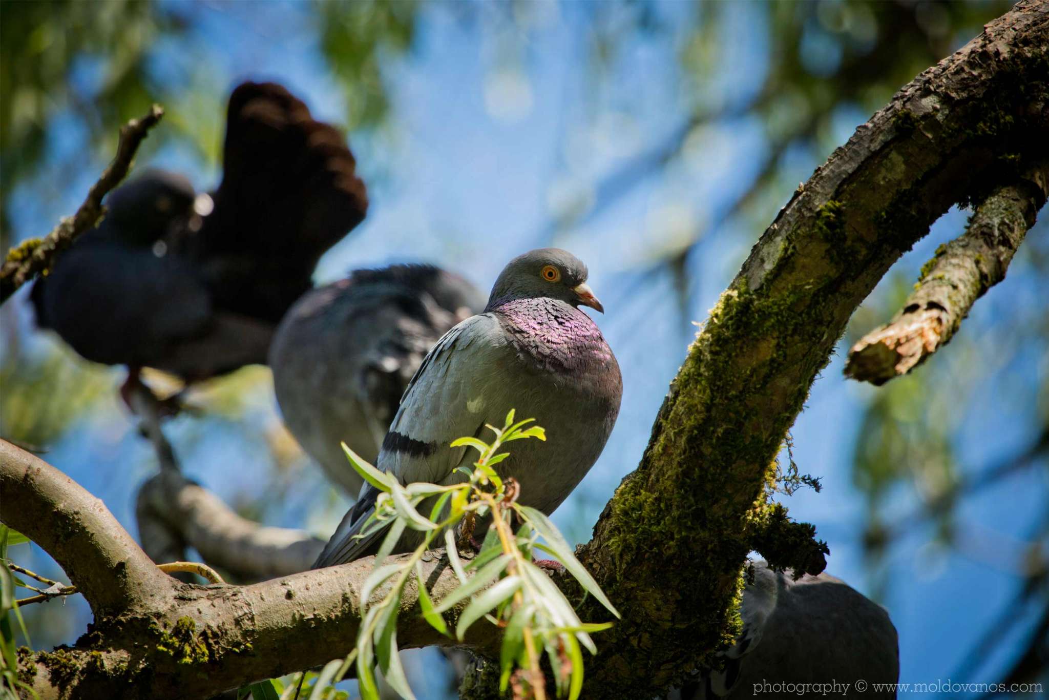 Nature Photography - Photography by Paul Moldovanos © moldovanos.com