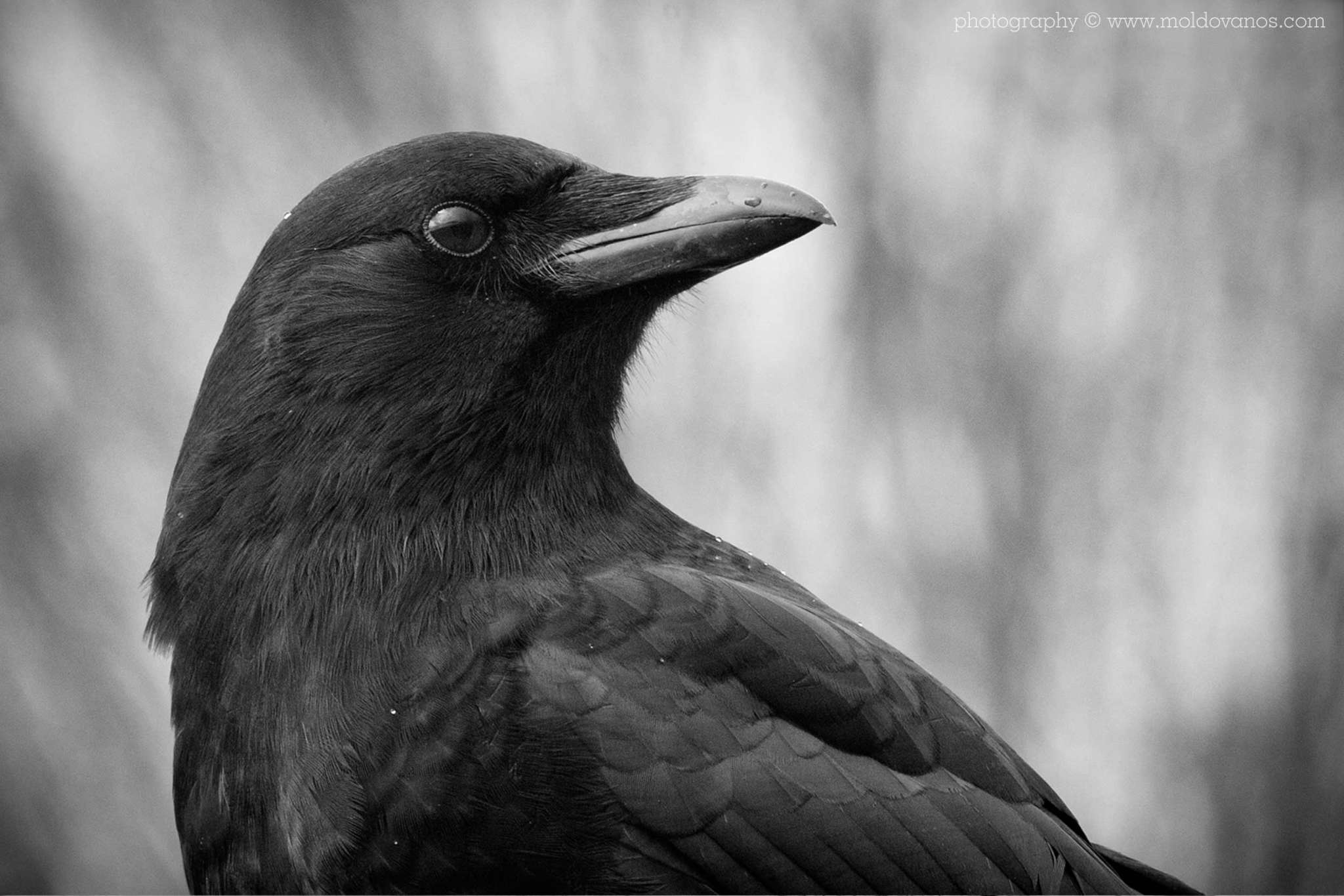 Nature Photography - Photography by Paul Moldovanos © moldovanos.com