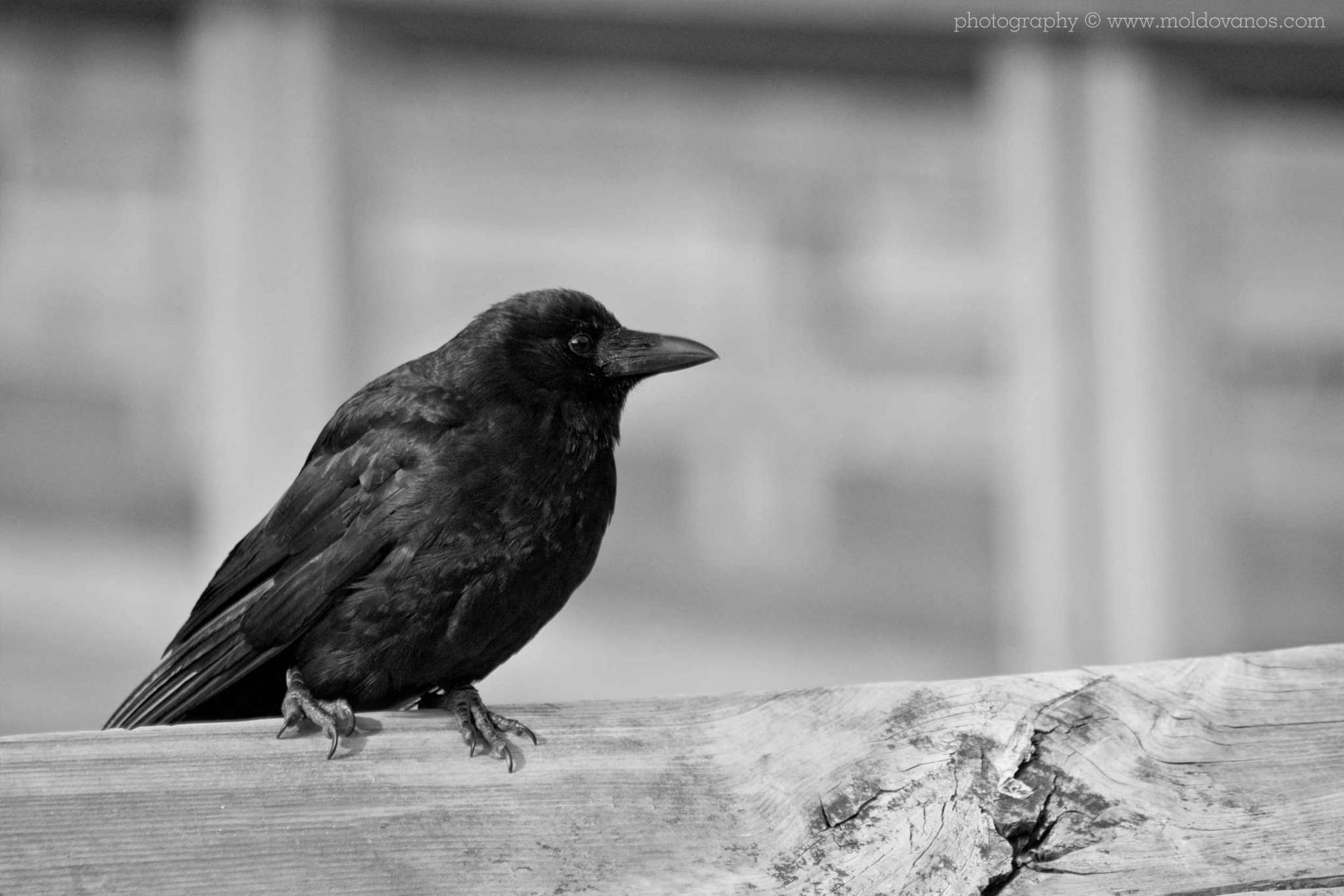 Nature Photography - Photography by Paul Moldovanos © moldovanos.com