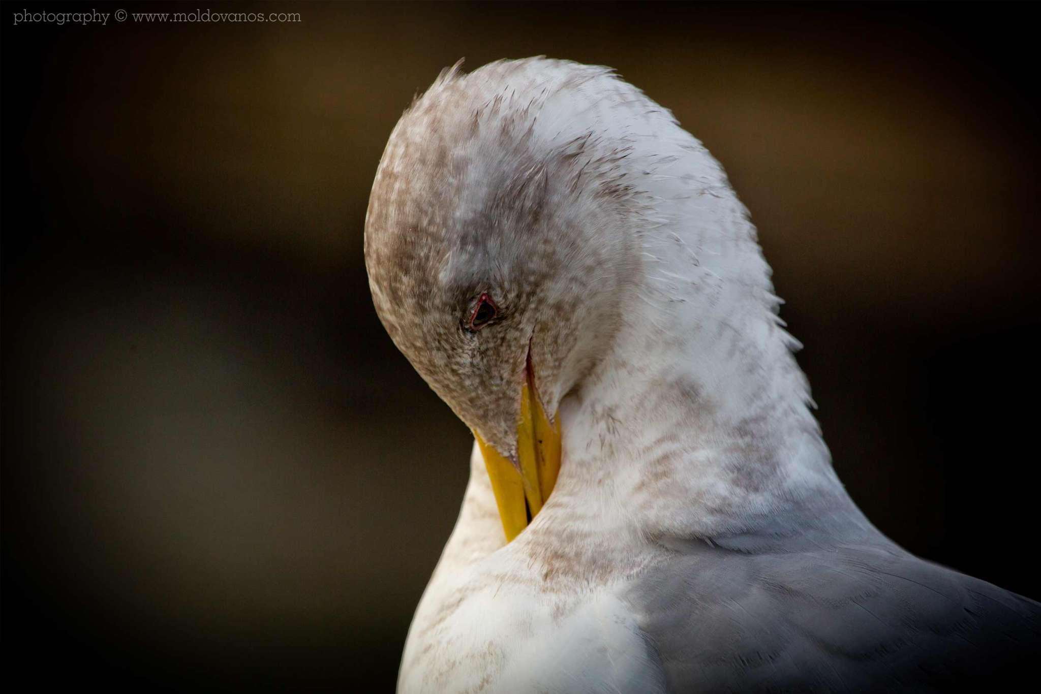 Nature Photography - Photography by Paul Moldovanos © moldovanos.com