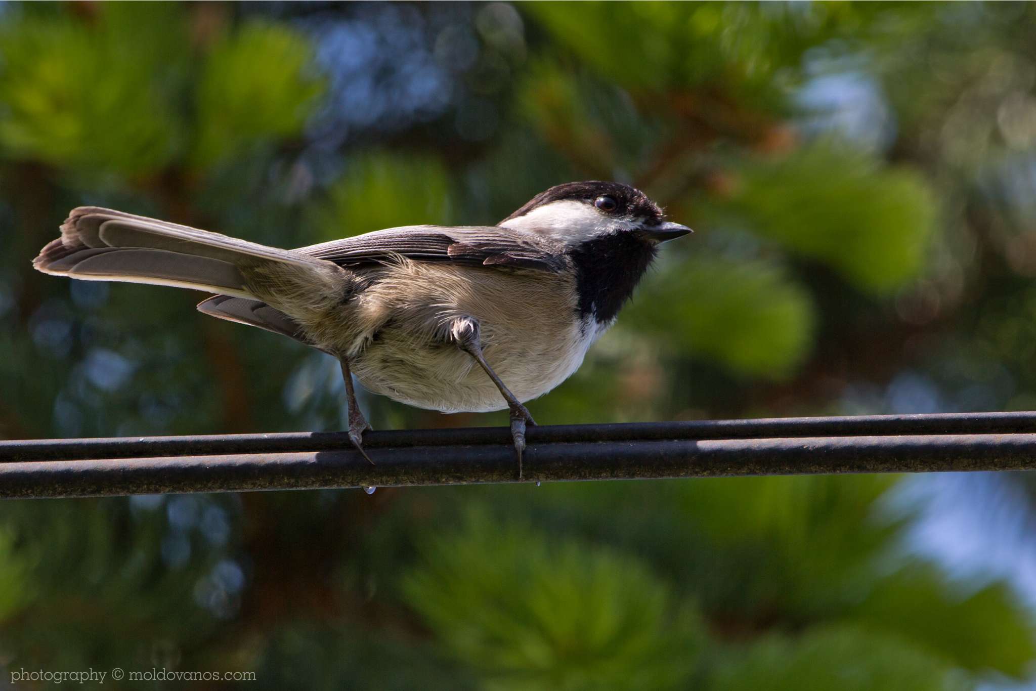 Nature Photography - Photography by Paul Moldovanos © moldovanos.com
