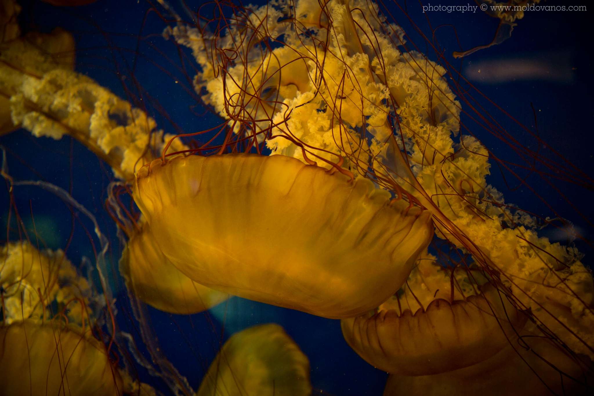 Nature Photography - Photography by Paul Moldovanos © moldovanos.com