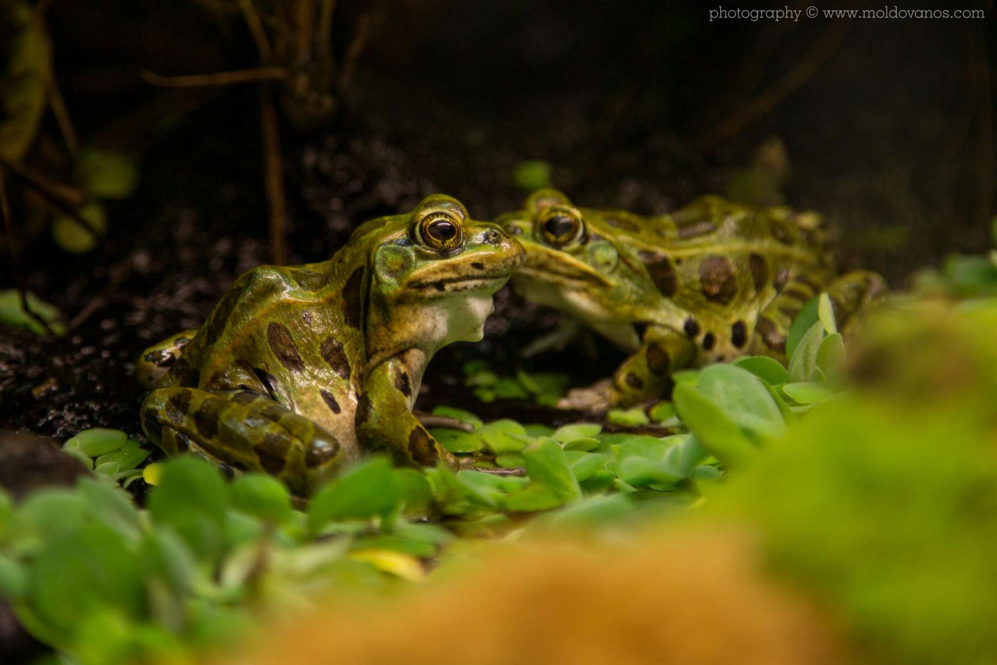 Nature Photography - Photography by Paul Moldovanos © moldovanos.com