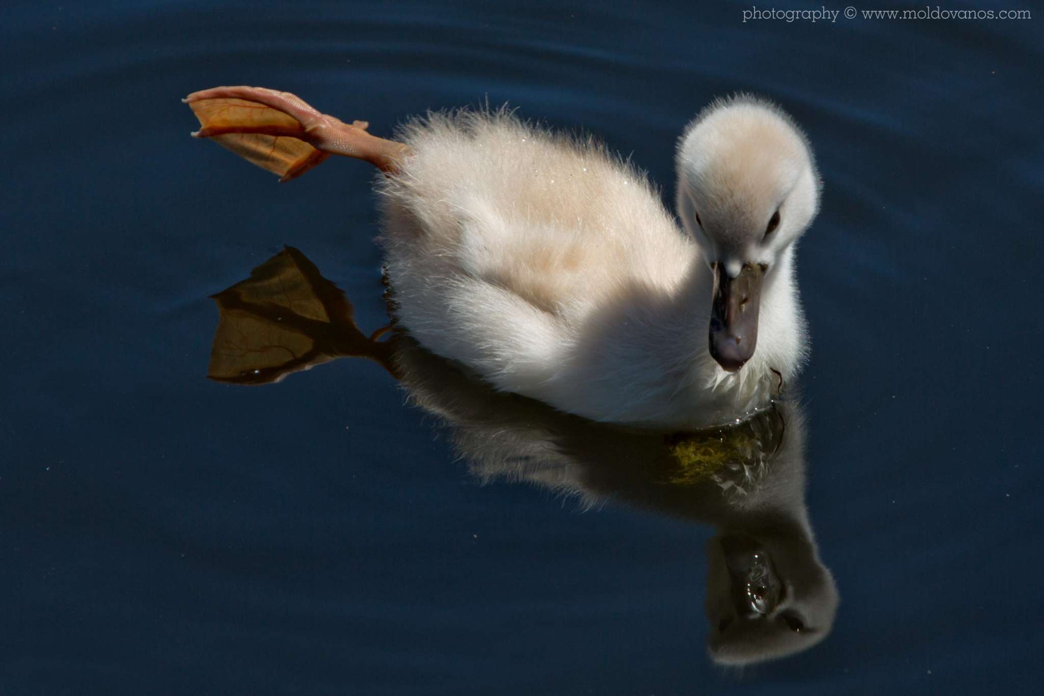 Nature Photography - Photography by Paul Moldovanos © moldovanos.com