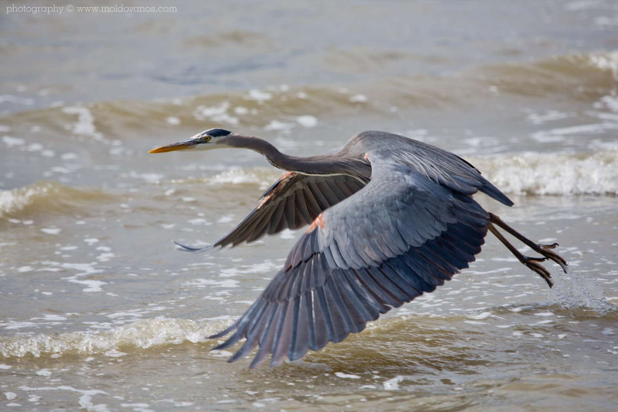 Nature Photography - Photography by Paul Moldovanos © moldovanos.com