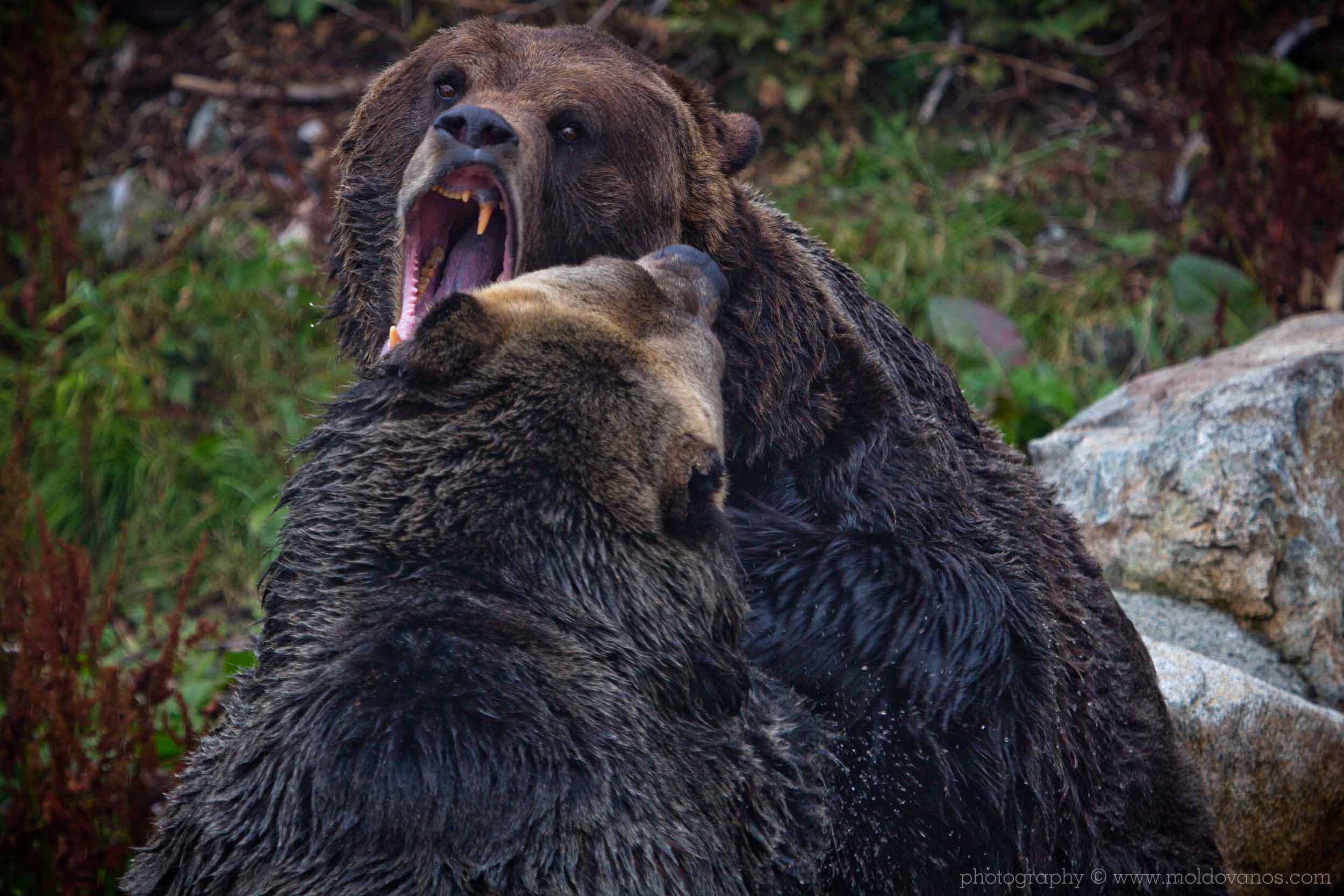 Nature Photography - Photography by Paul Moldovanos © moldovanos.com