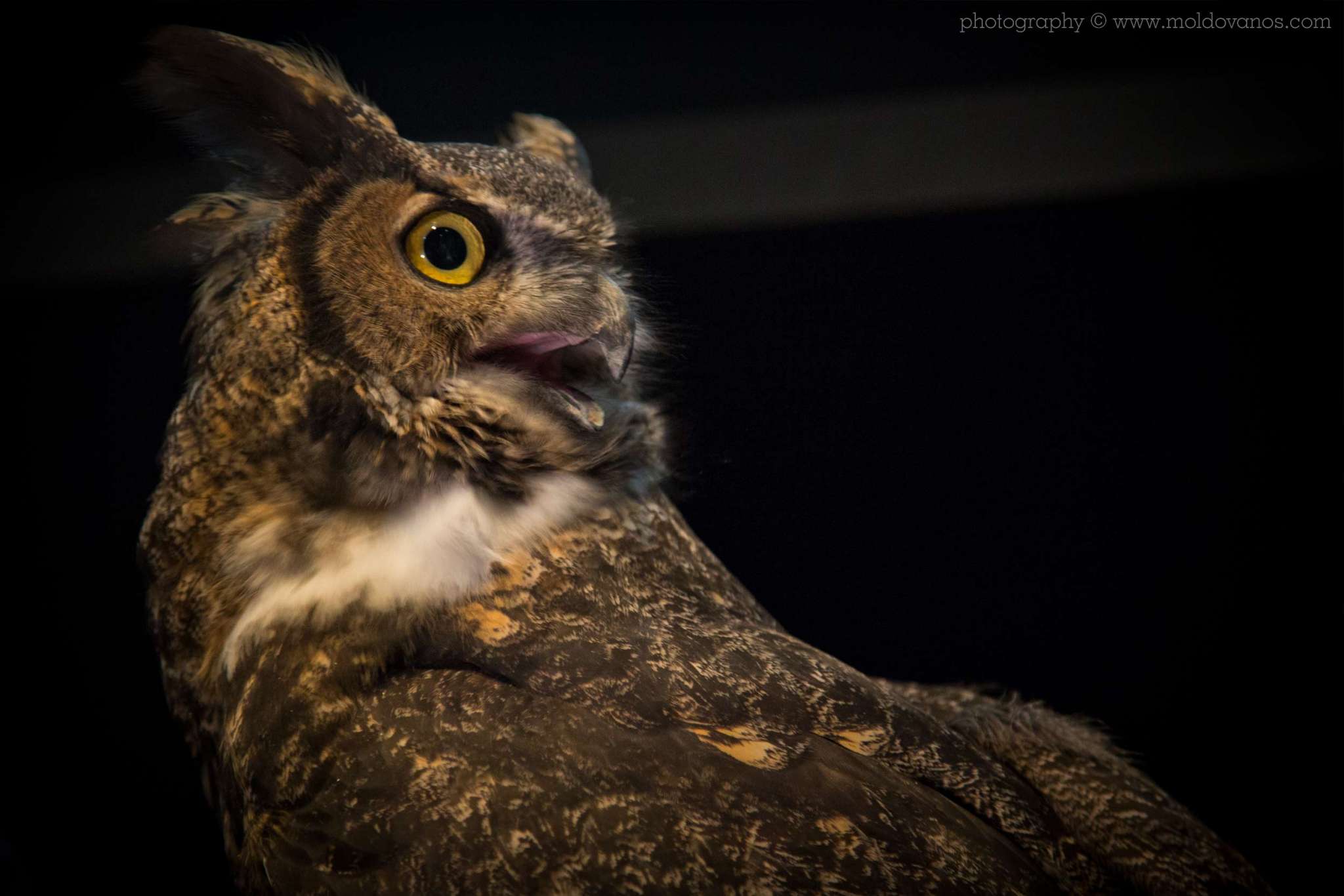 Nature Photography - Photography by Paul Moldovanos © moldovanos.com