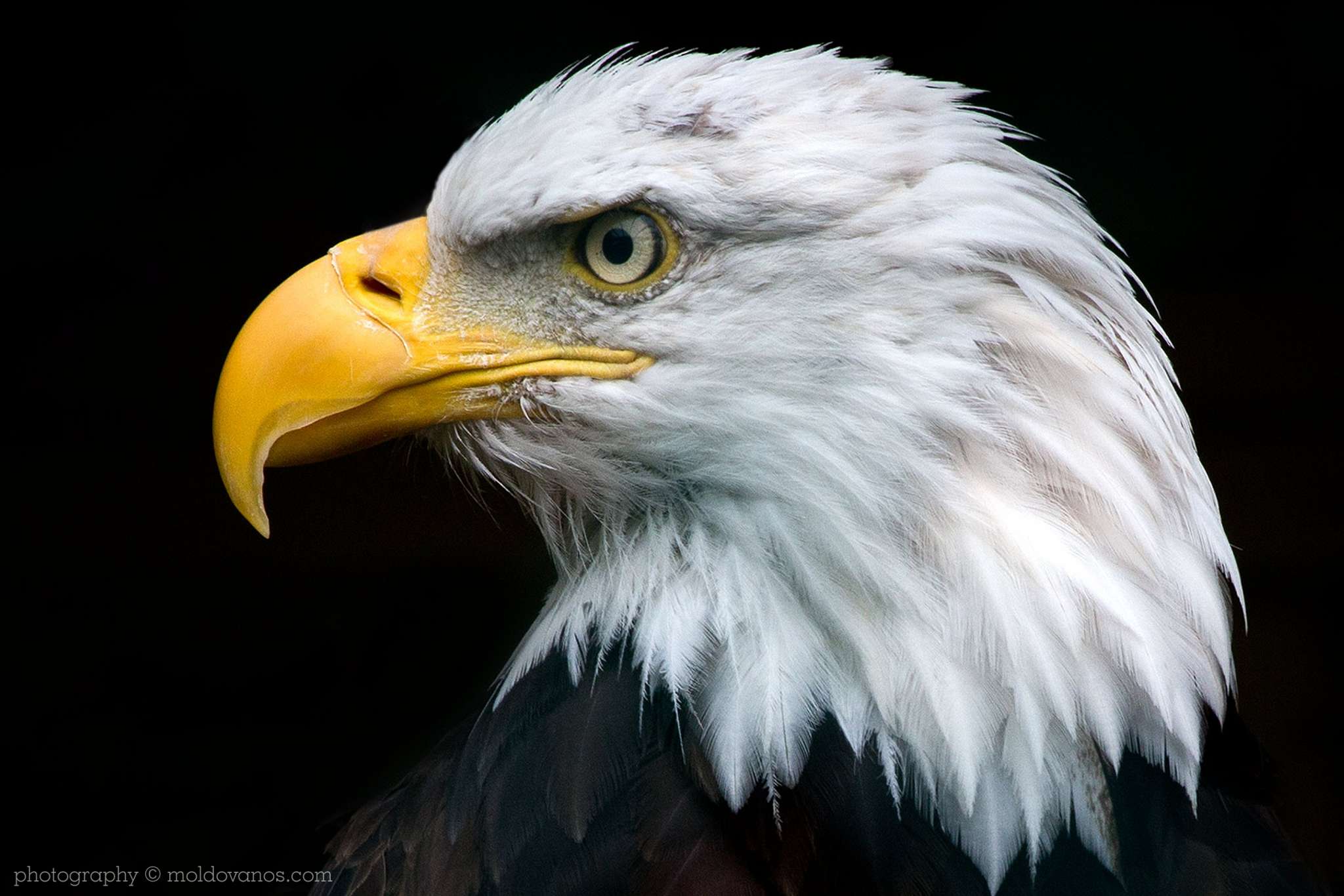 Nature Photography - Photography by Paul Moldovanos © moldovanos.com