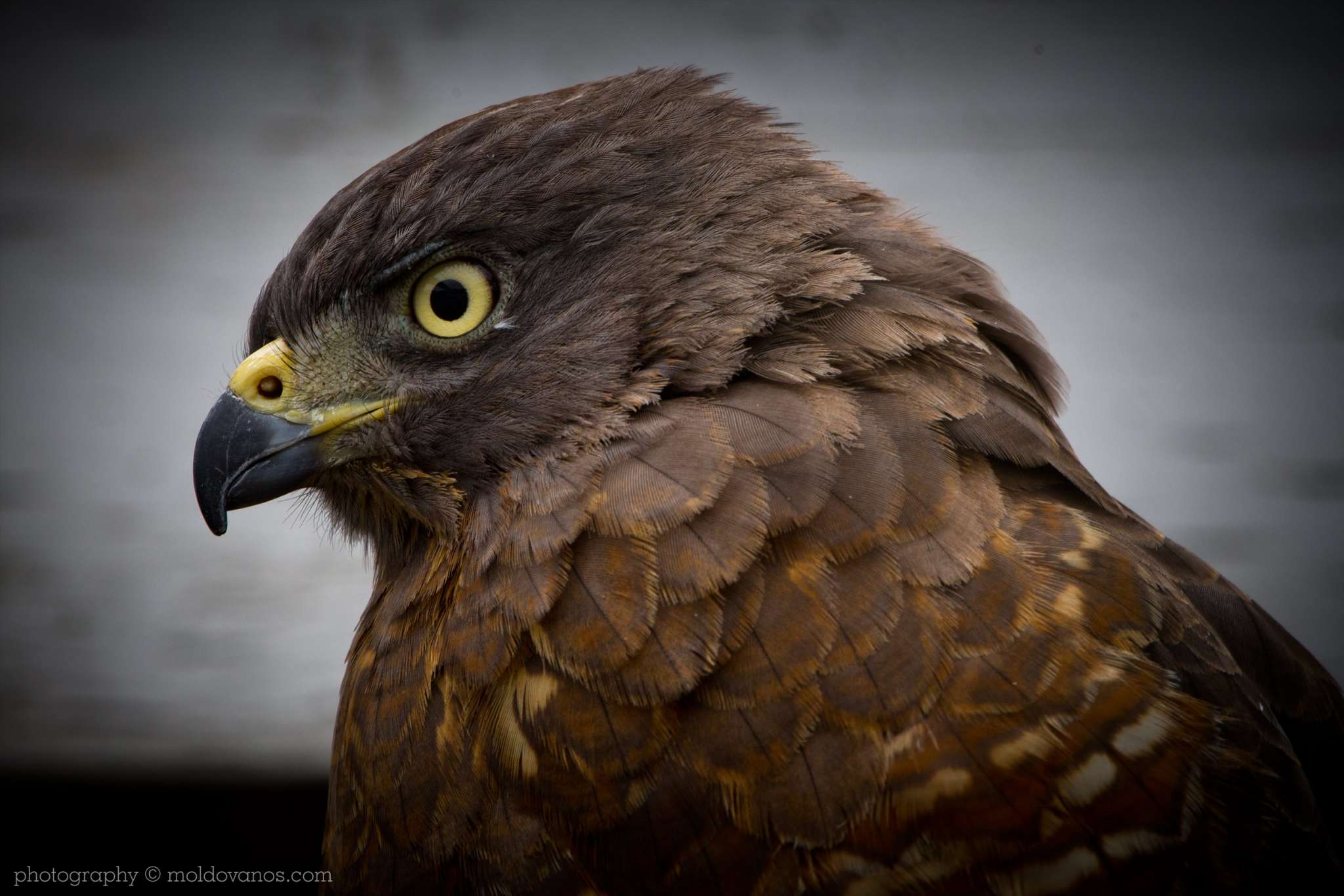 Nature Photography - Photography by Paul Moldovanos © moldovanos.com