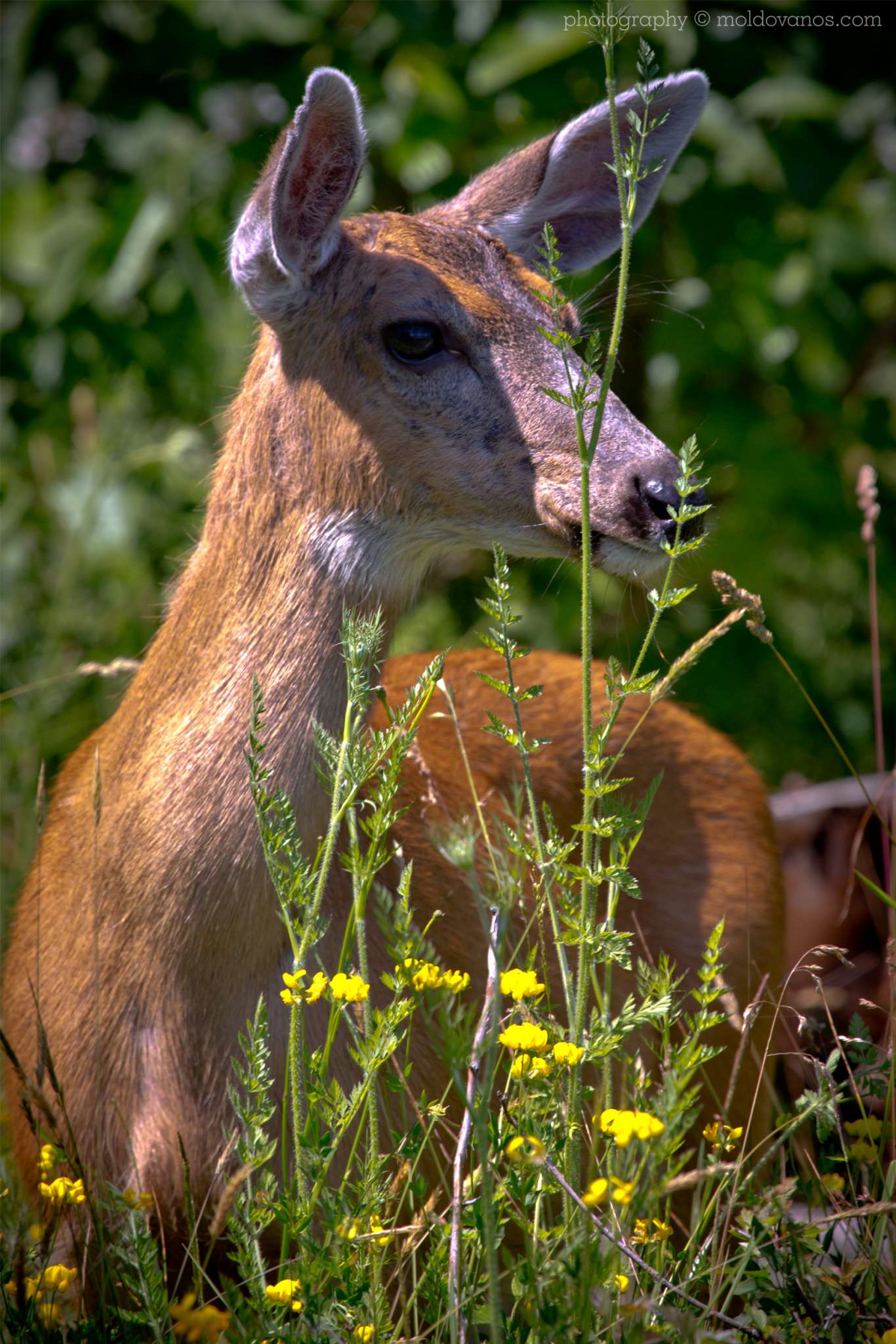 Nature Photography - Photography by Paul Moldovanos © moldovanos.com