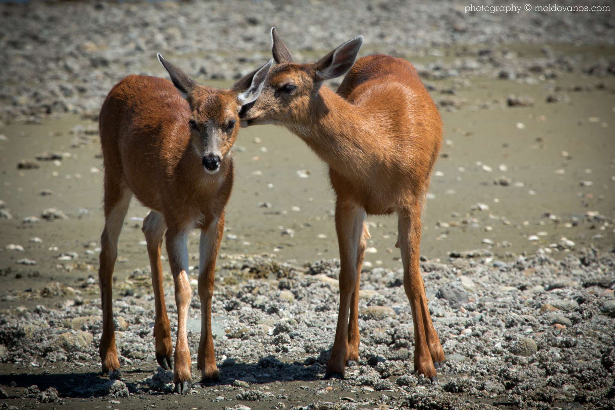 Nature Photography - Photography by Paul Moldovanos © moldovanos.com