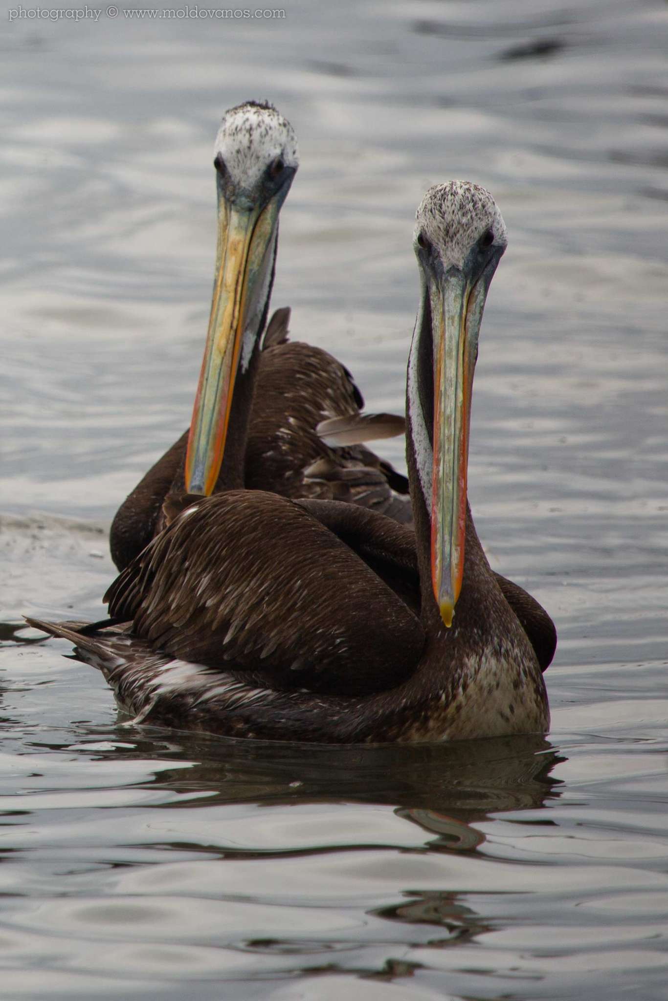 Ecuador- Travel Tourism Photography by Paul Moldovanos © moldovanos.com
