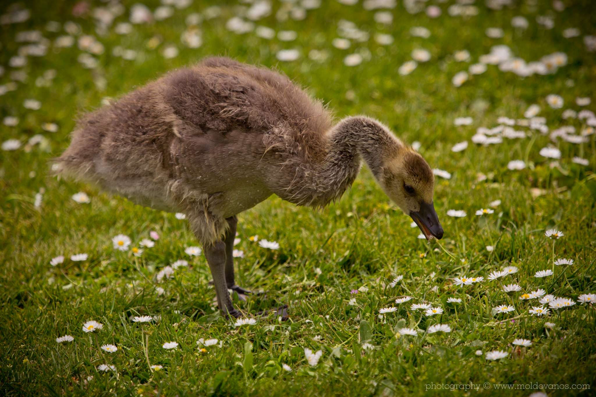 Nature Photography - Photography by Paul Moldovanos © moldovanos.com
