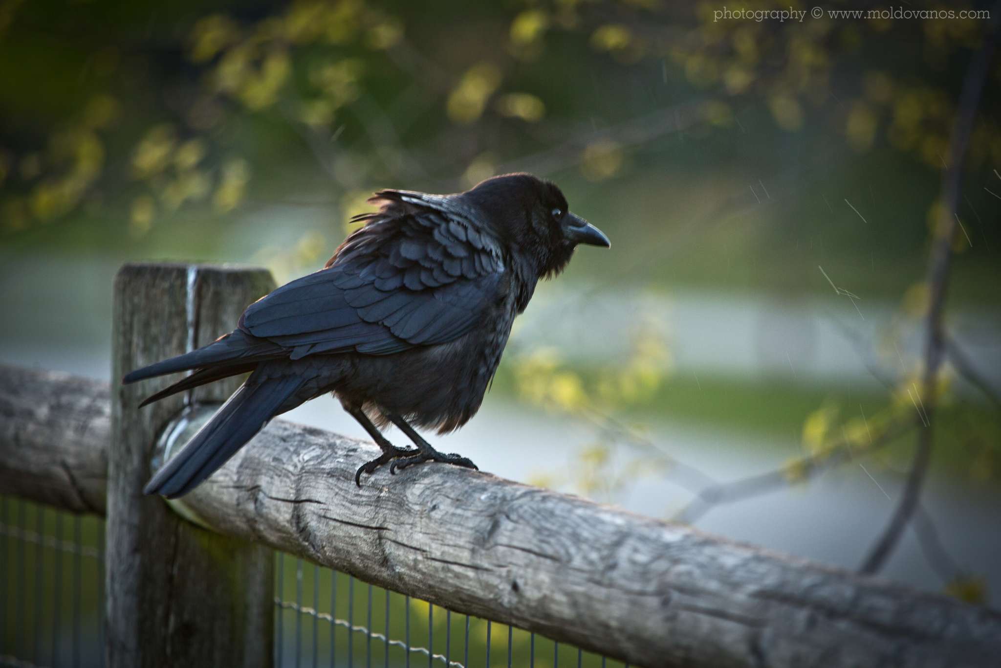 Nature Photography - Photography by Paul Moldovanos © moldovanos.com