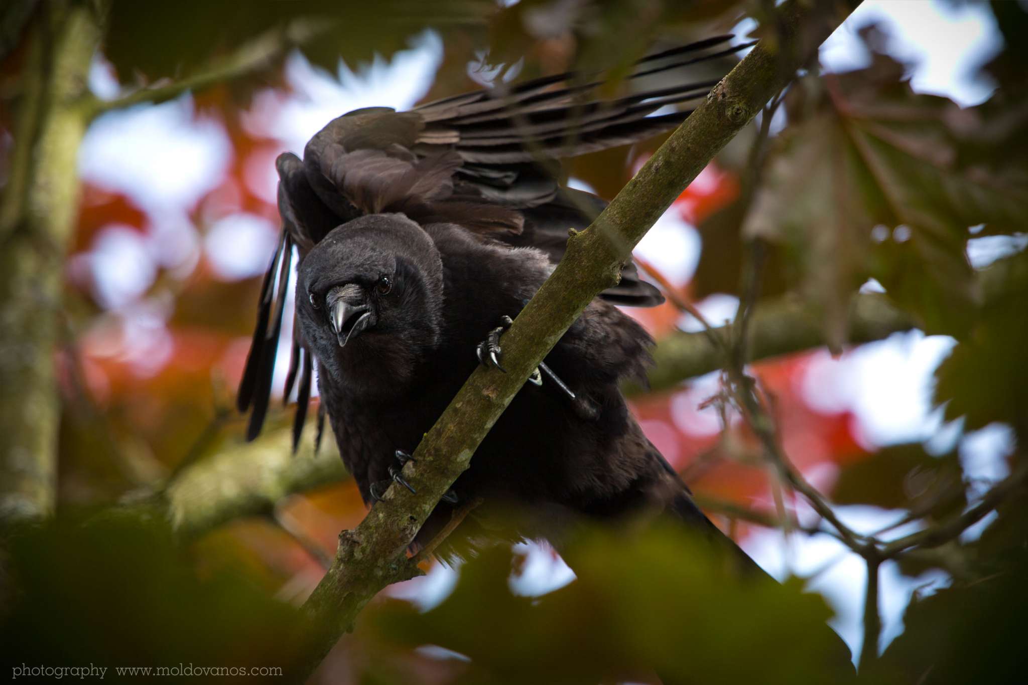 Nature Photography - Photography by Paul Moldovanos © moldovanos.com