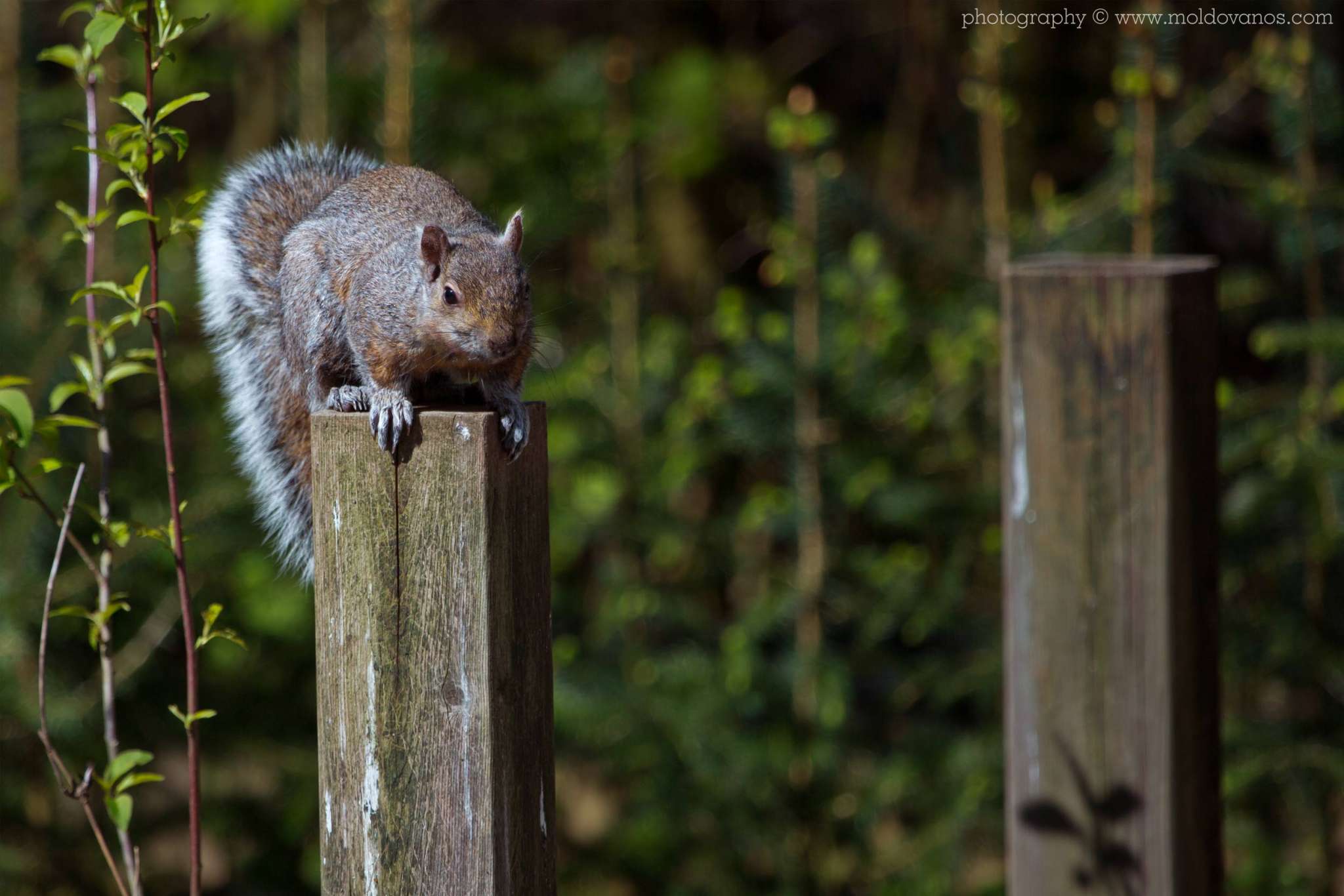Nature Photography - Photography by Paul Moldovanos © moldovanos.com