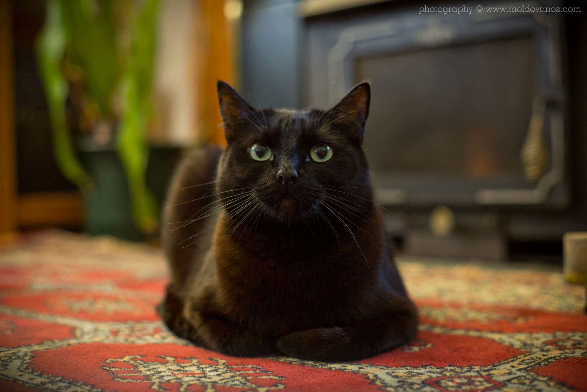 Nature Photography - Photography by Paul Moldovanos © moldovanos.com