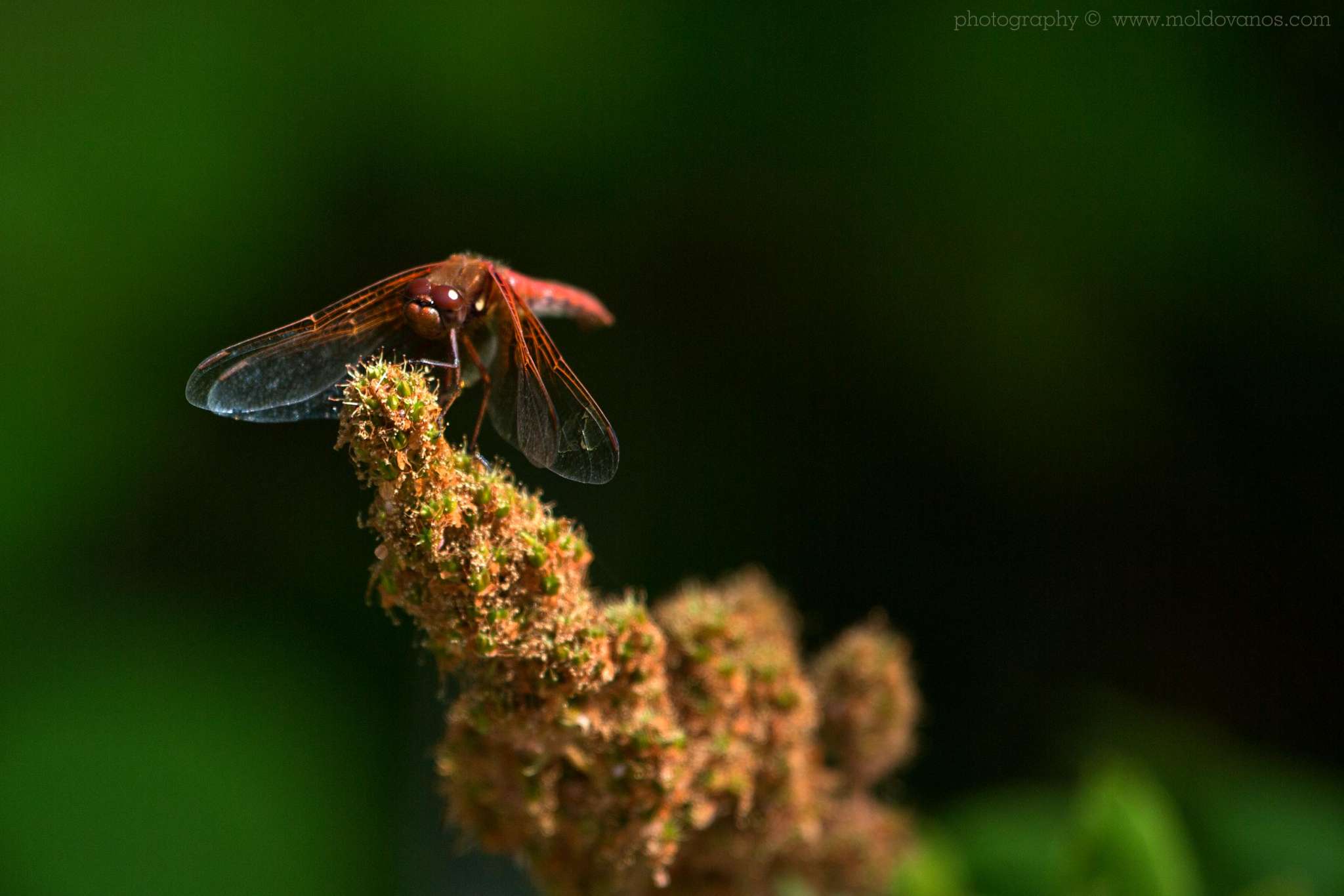 Red Dragonfly- Nature Photography - Photography by Paul Moldovanos © moldovanos.com