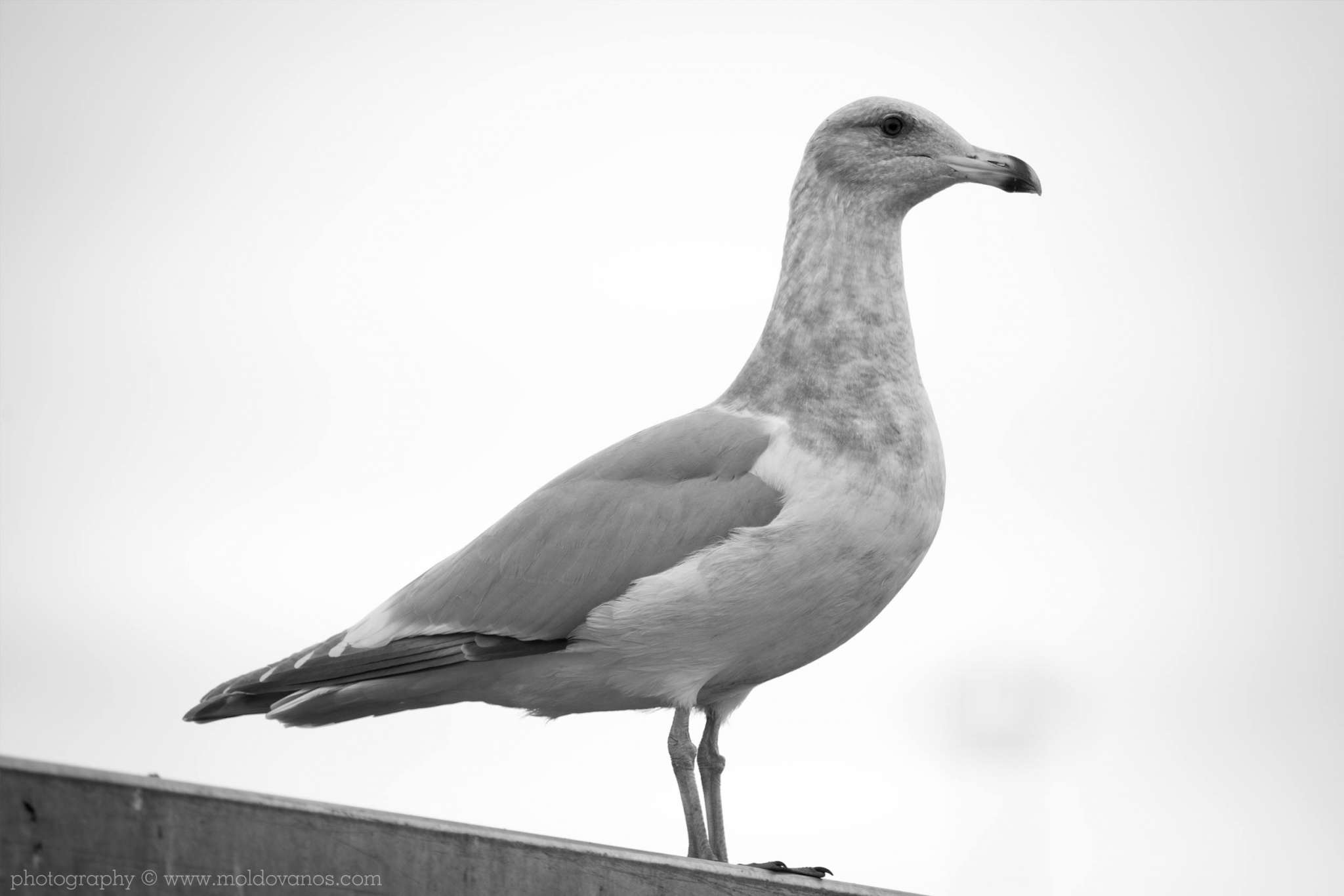 Nature Photography - Photography by Paul Moldovanos © moldovanos.com