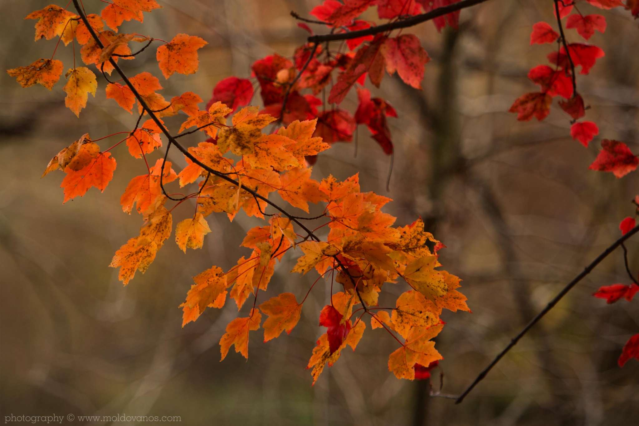 Nature Photography - Photography by Paul Moldovanos © moldovanos.com