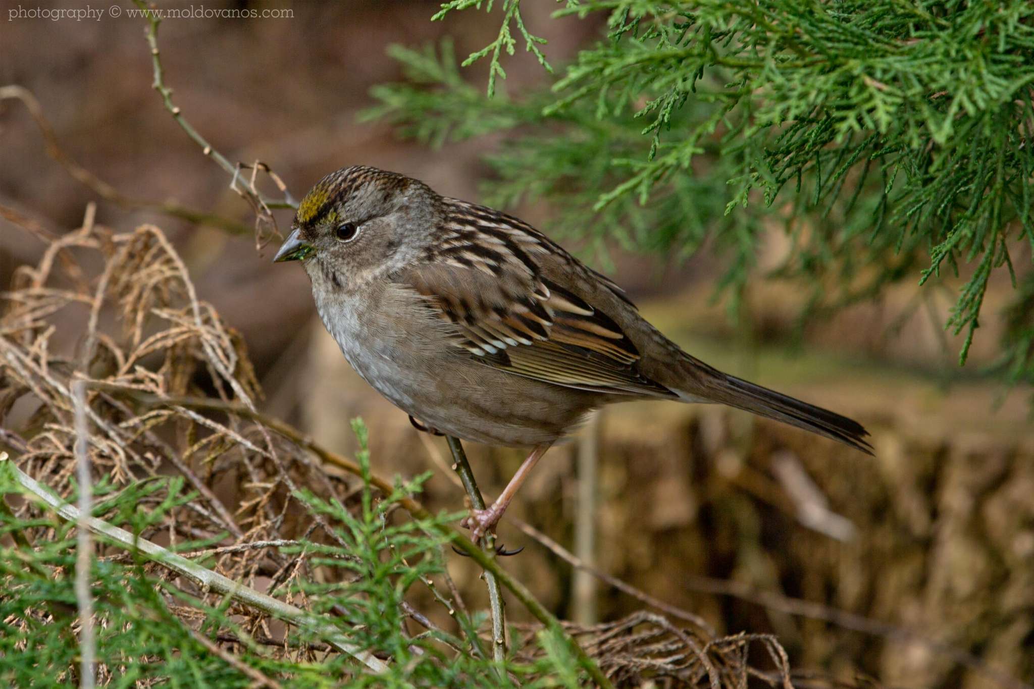 Nature Photography - Photography by Paul Moldovanos © moldovanos.com