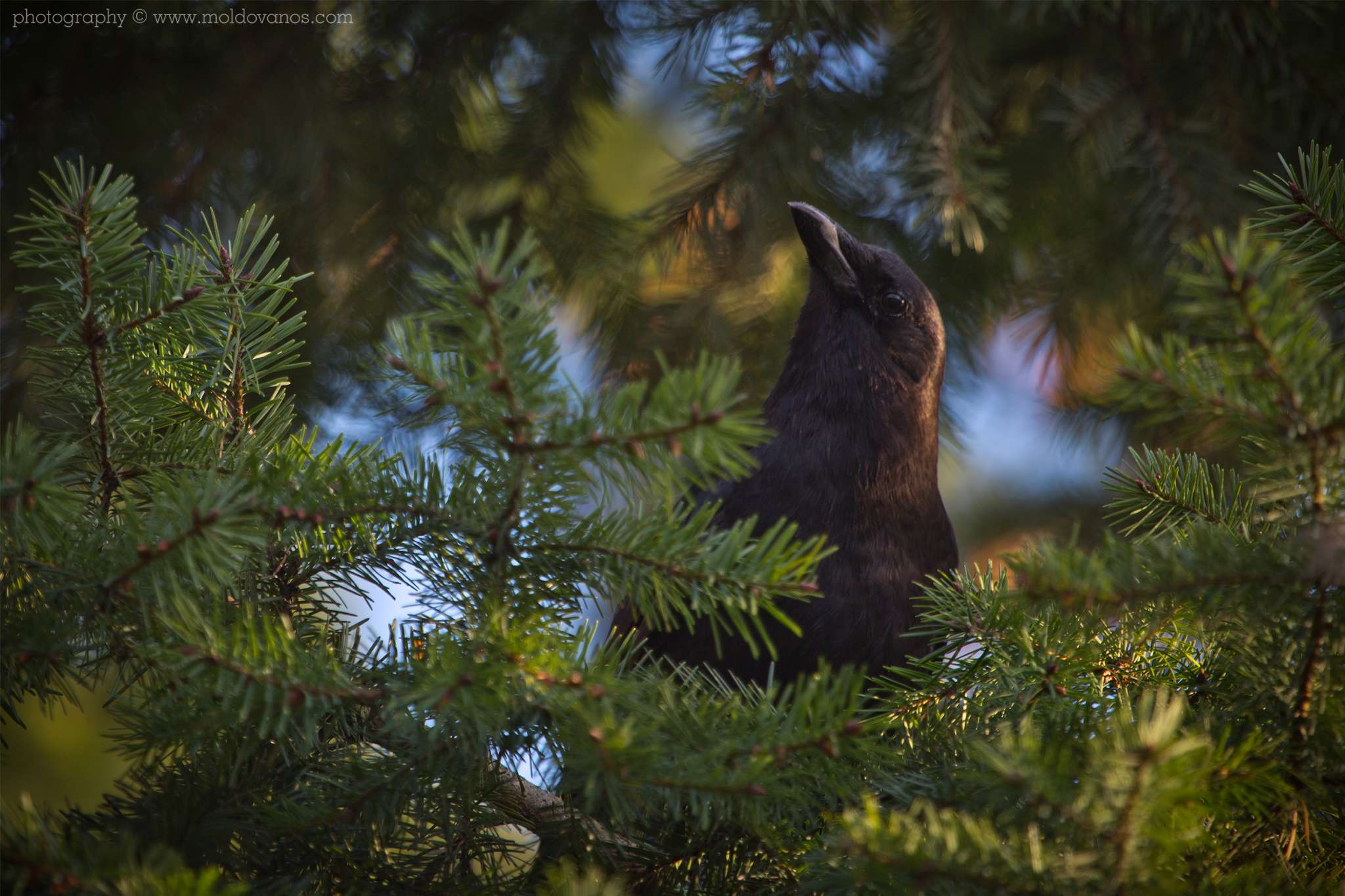Nature Photography - Photography by Paul Moldovanos © moldovanos.com