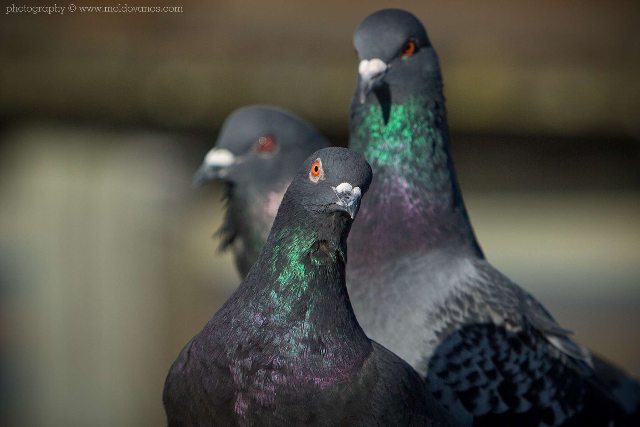 Nature Photography - Photography by Paul Moldovanos © moldovanos.com