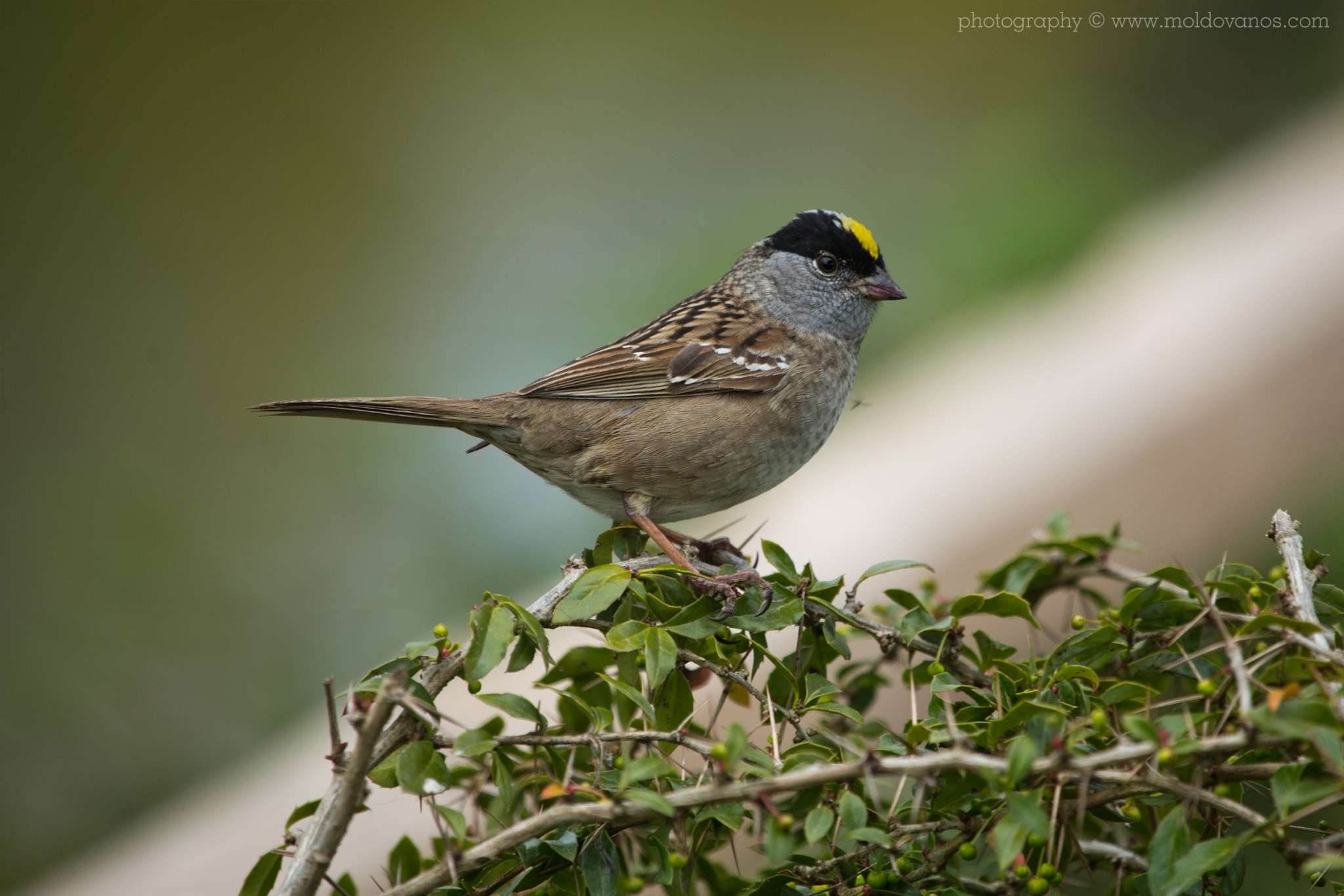 Nature Photography - Photography by Paul Moldovanos © moldovanos.com