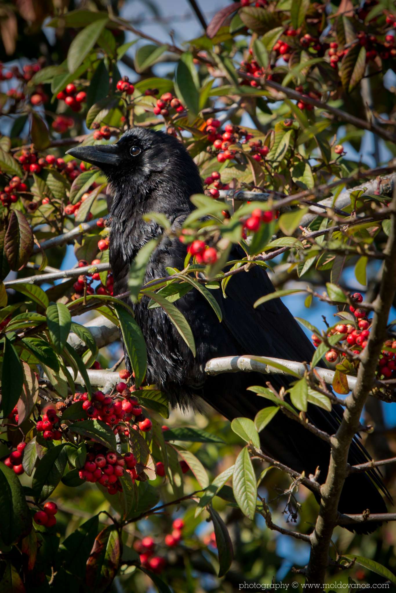 Nature Photography - Photography by Paul Moldovanos © moldovanos.com