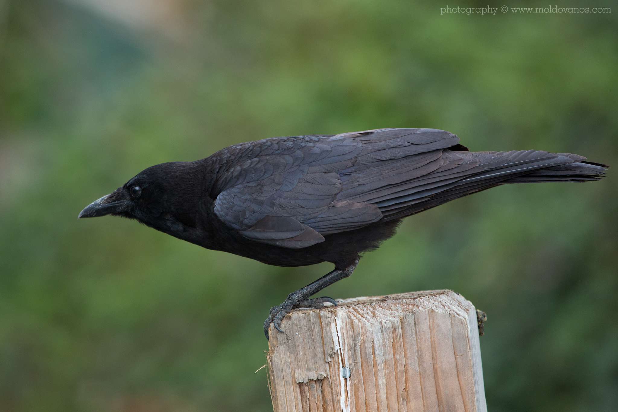 Nature Photography - Photography by Paul Moldovanos © moldovanos.com