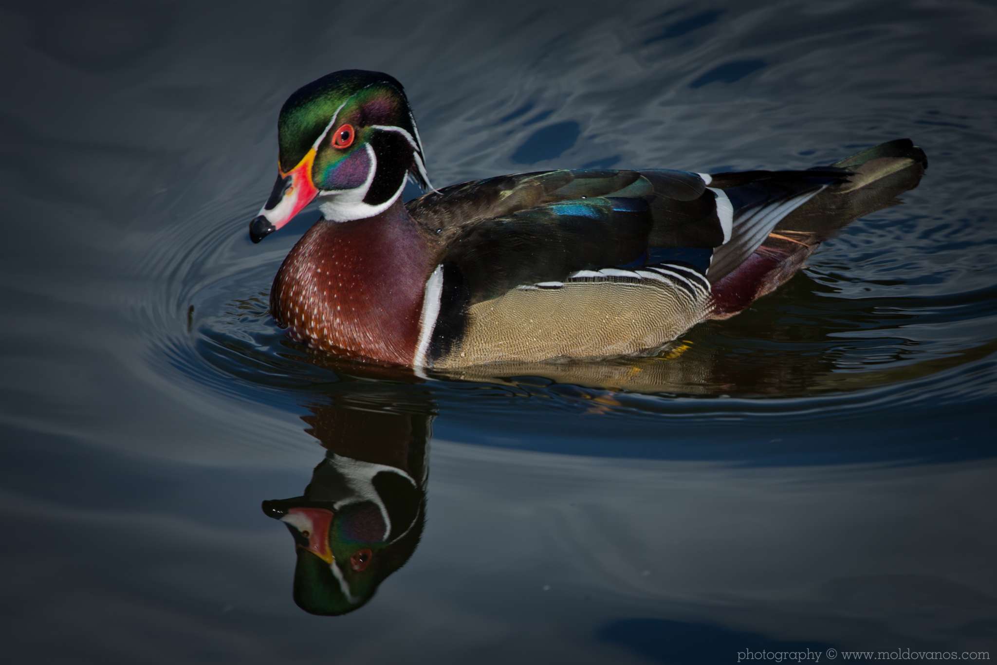 Nature Photography - Photography by Paul Moldovanos © moldovanos.com