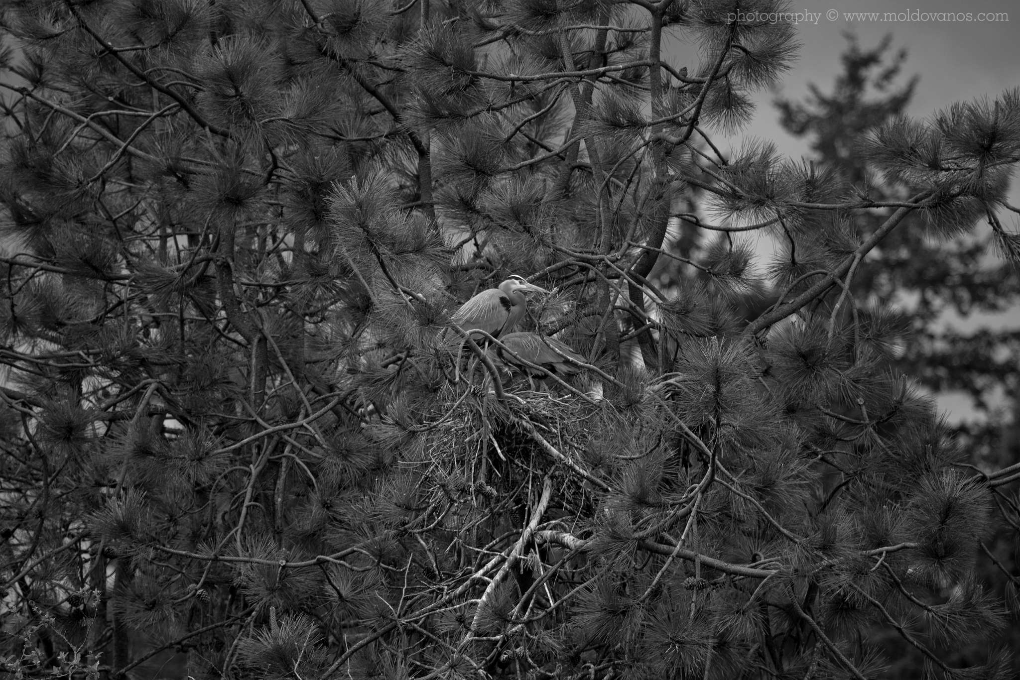 Nature Photography - Photography by Paul Moldovanos © moldovanos.com