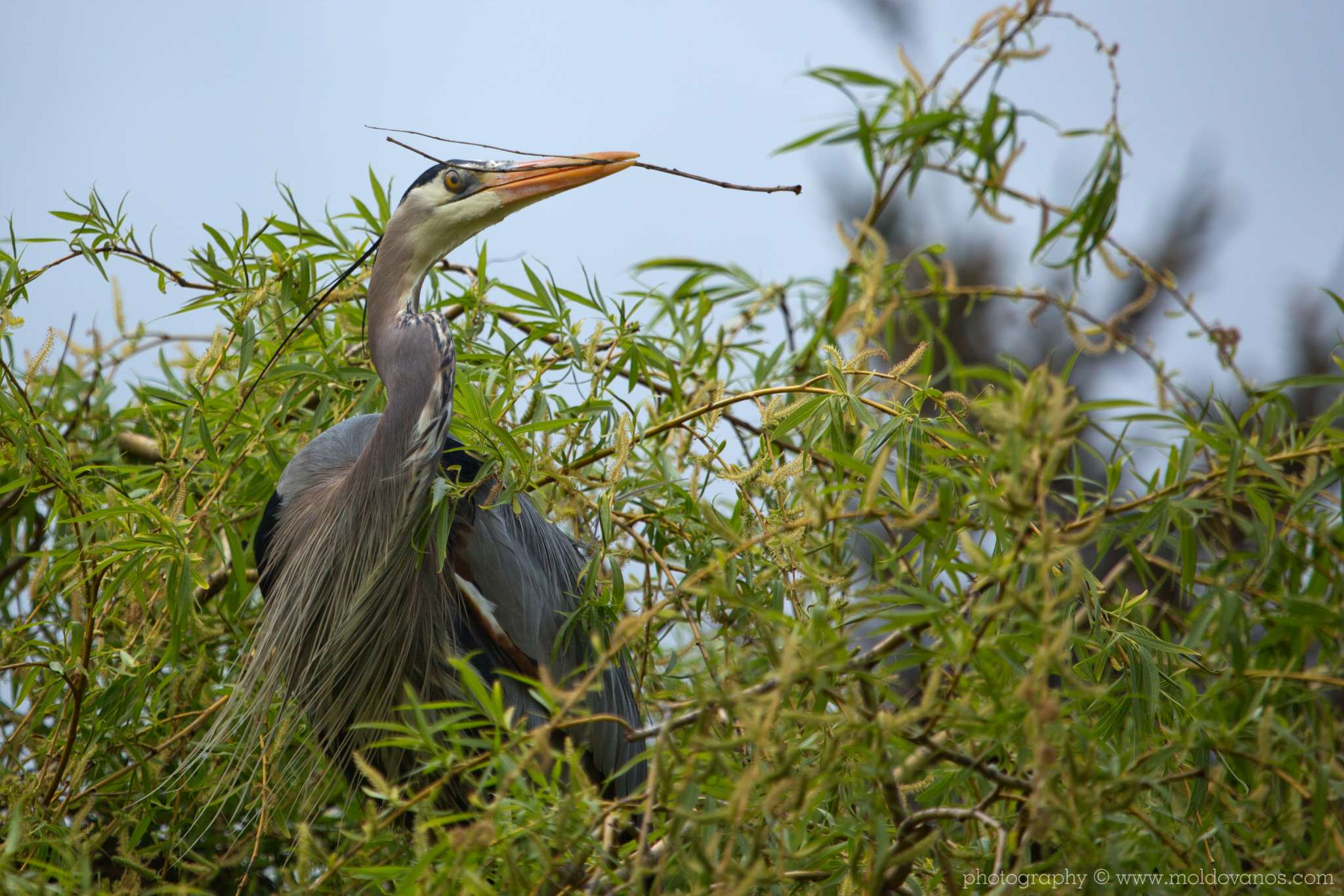 Nature Photography - Photography by Paul Moldovanos © moldovanos.com