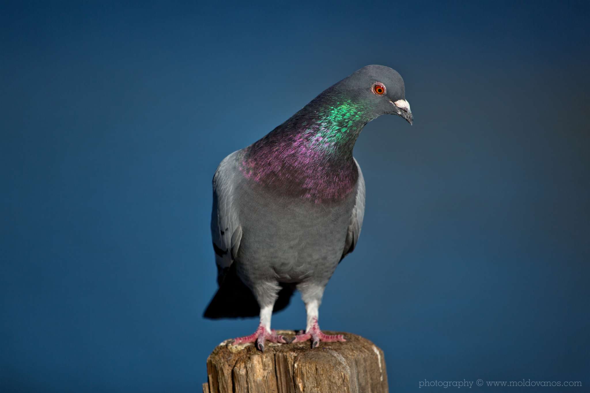 Nature Photography - Photography by Paul Moldovanos © moldovanos.com