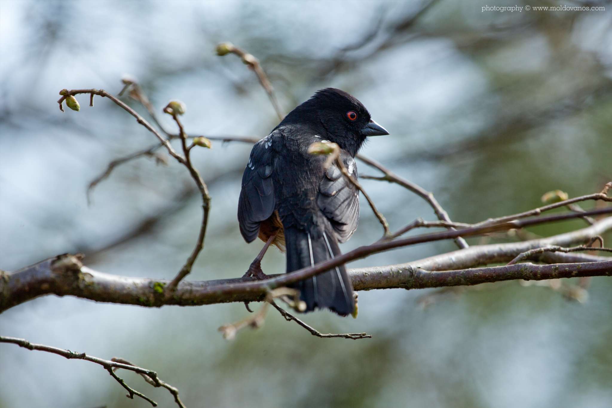 Nature Photography - Photography by Paul Moldovanos © moldovanos.com