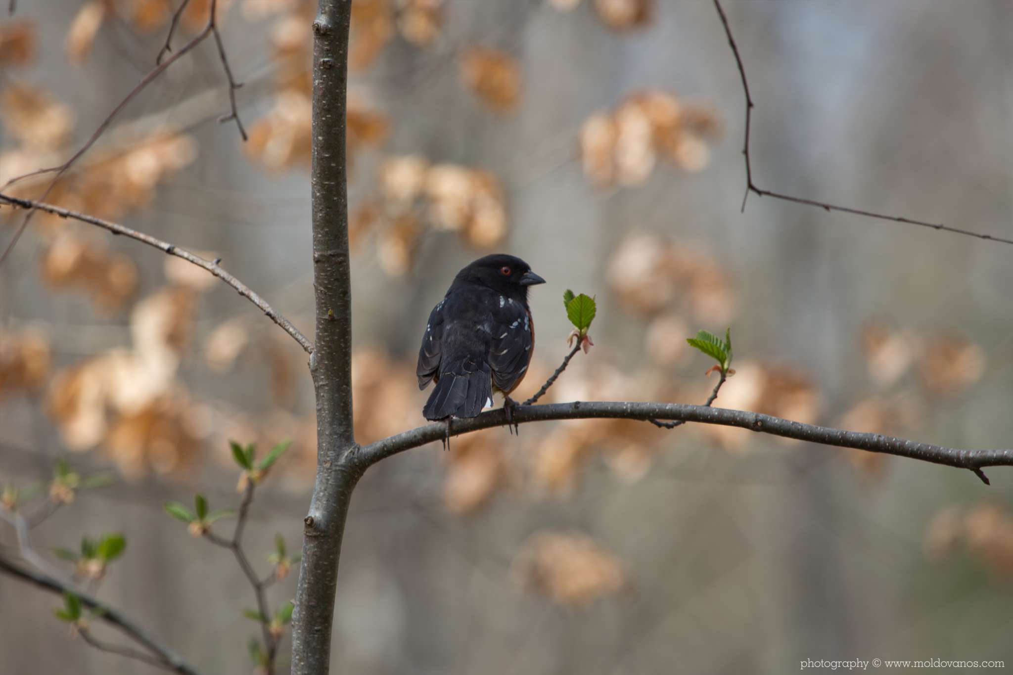 Nature Photography - Photography by Paul Moldovanos © moldovanos.com