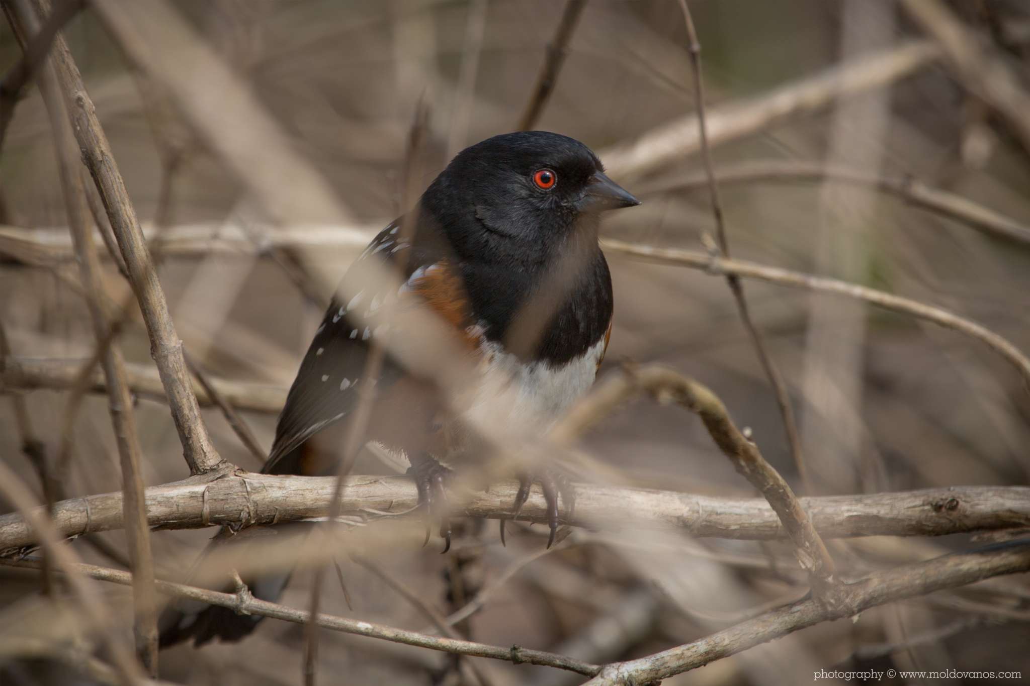 Nature Photography - Photography by Paul Moldovanos © moldovanos.com