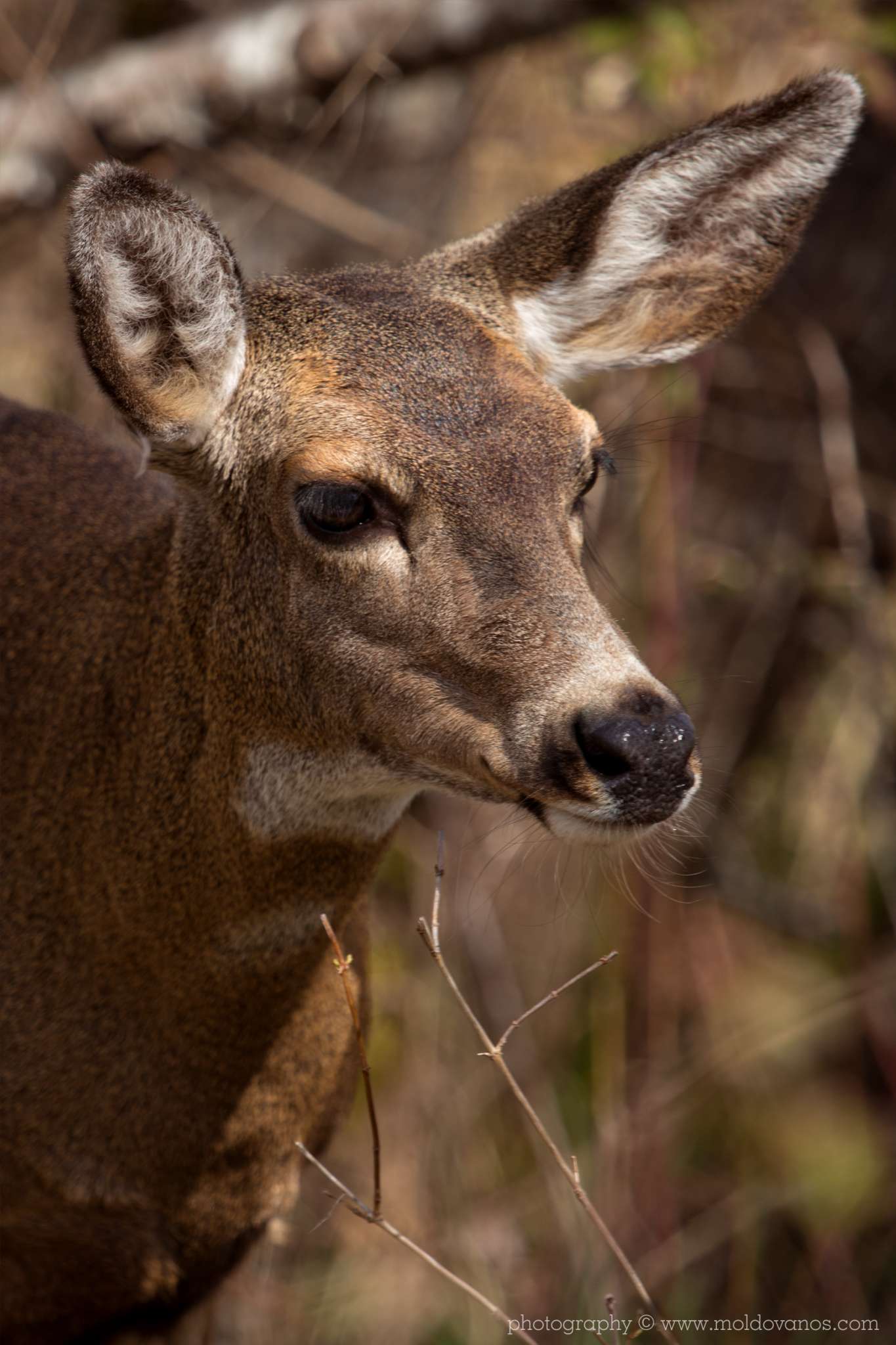 Nature Photography - Photography by Paul Moldovanos © moldovanos.com
