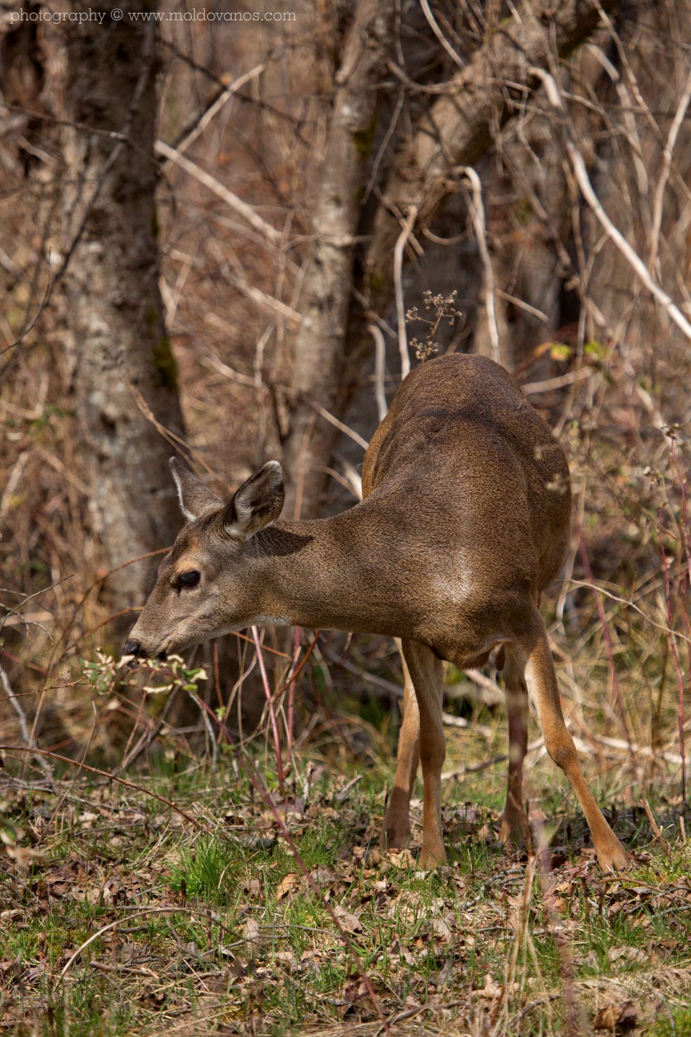 Nature Photography - Photography by Paul Moldovanos © moldovanos.com